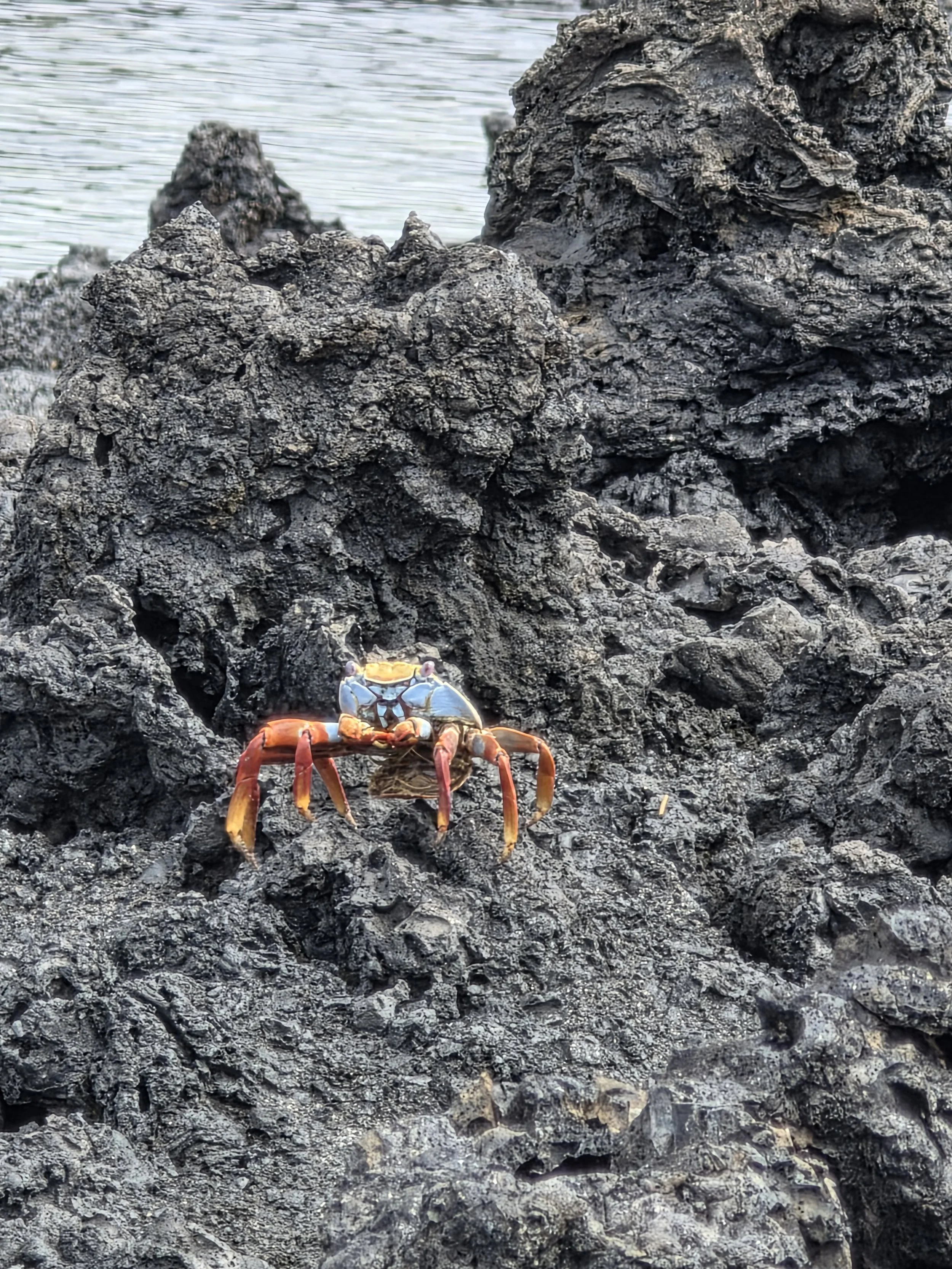 A crab with colorful red, orange, and blue shell on black volcanic rocks near water.