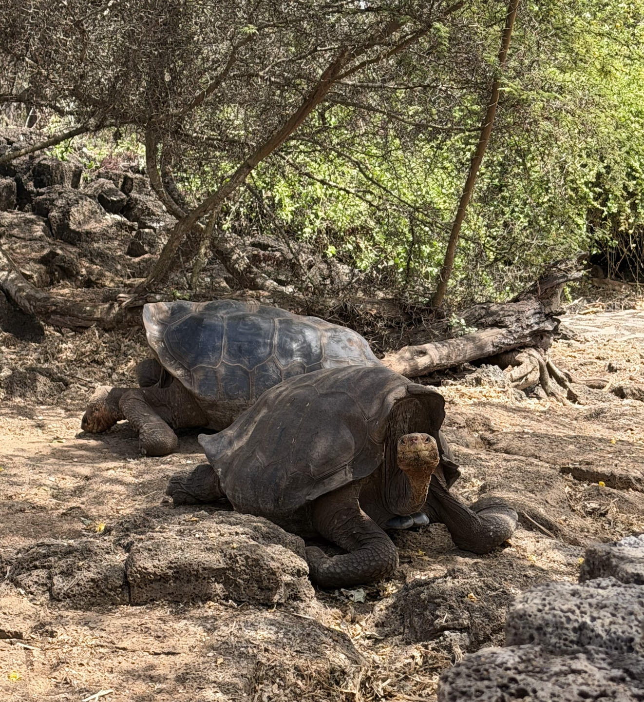 Two Galápagos giant tortoises on rocky ground under a tree with green leaves.