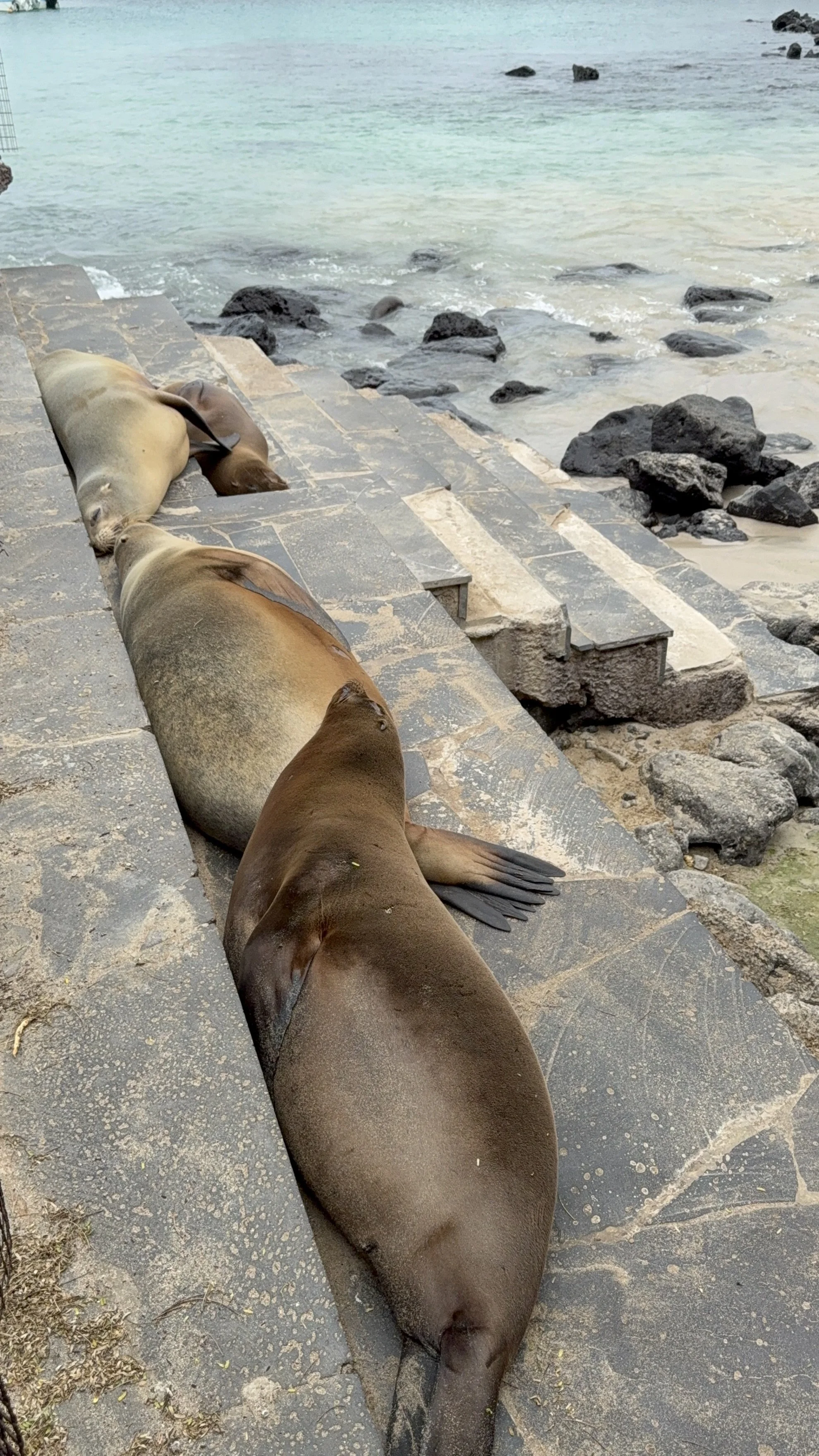 Three sea lions resting on a stone dock near the water, with rocks and the ocean in the background.