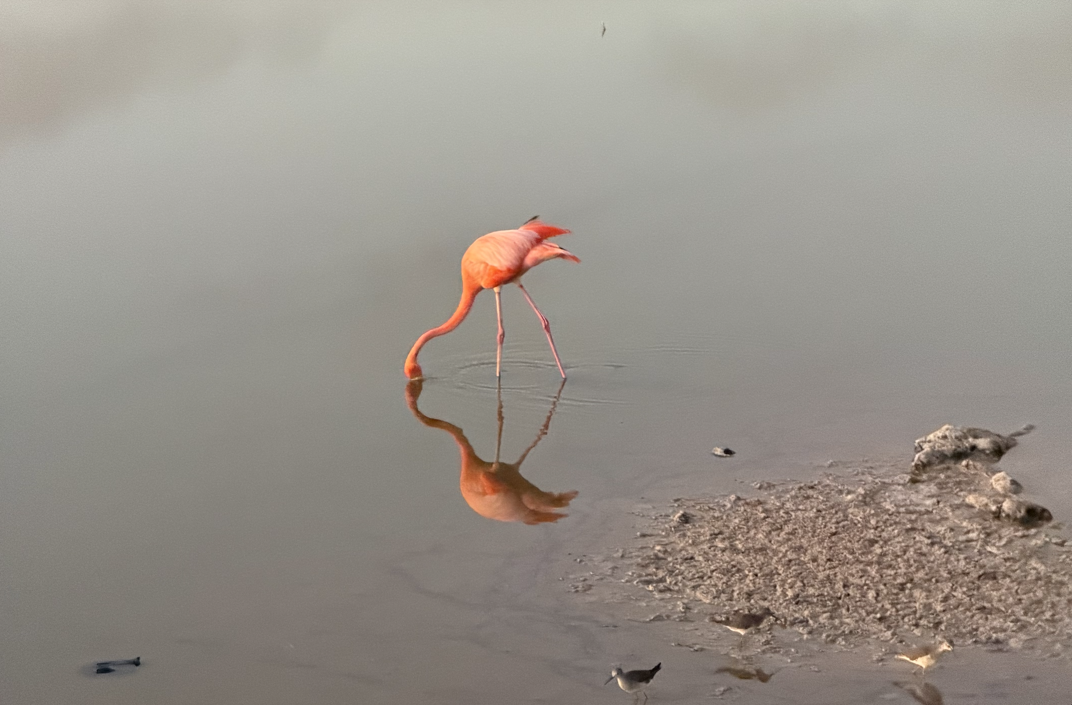 A pink flamingo wading in shallow water, its beak in the water, with its reflection visible in the water, and a small muddy island in the foreground.