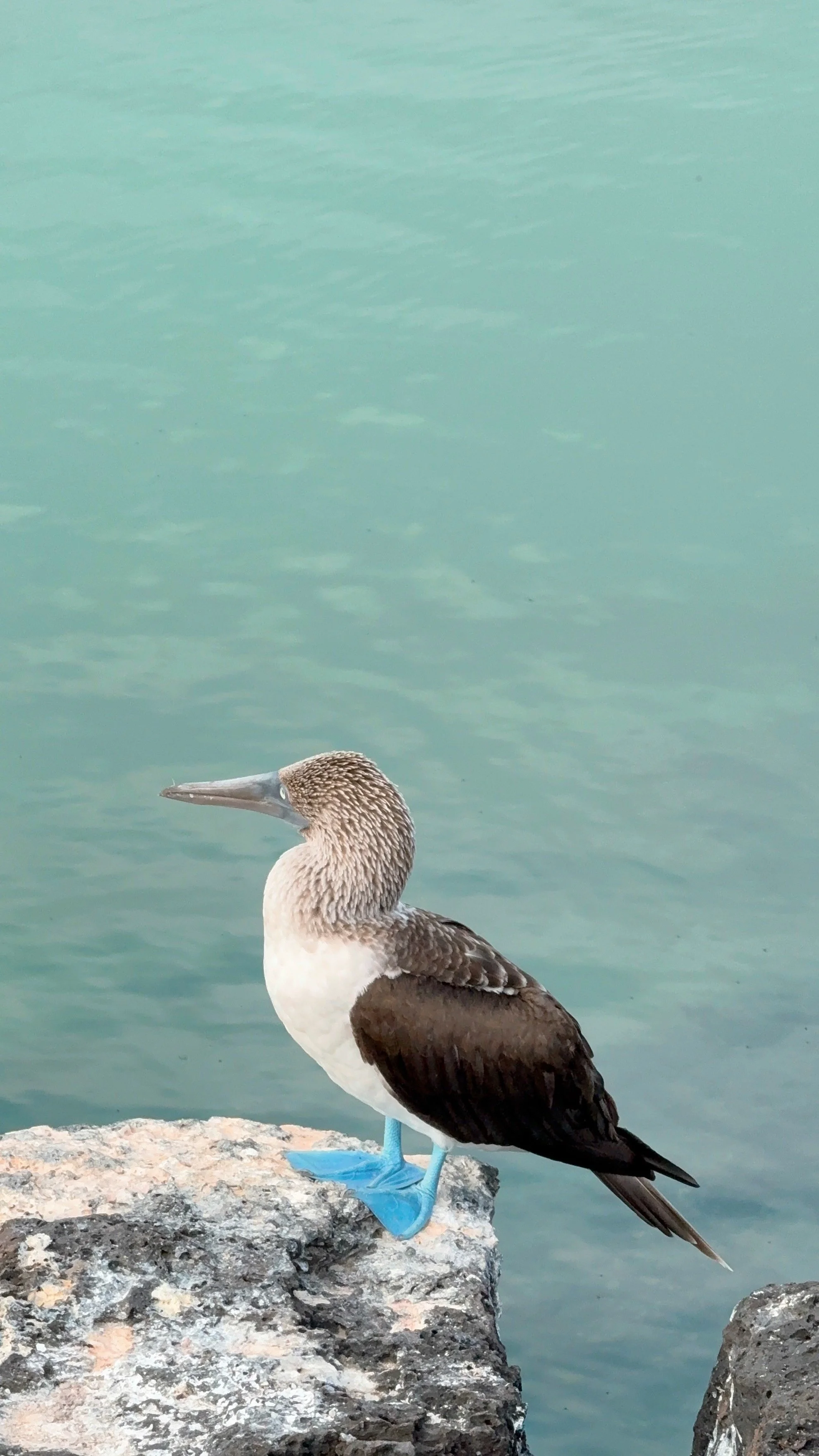 A brown and white bird with blue feet stands on a rocky ledge next to a body of water.