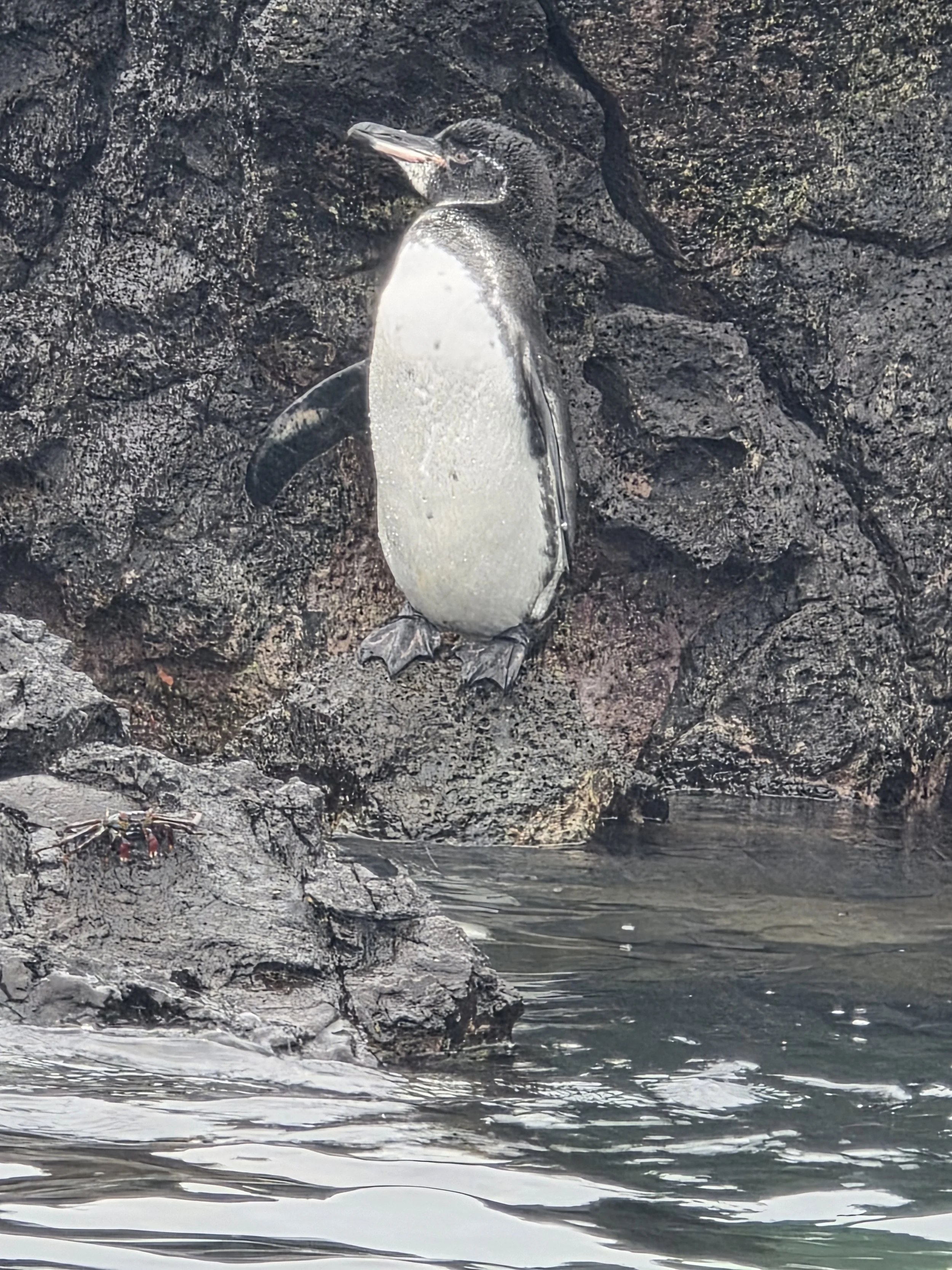 A penguin lying on dark rocks by the water.
