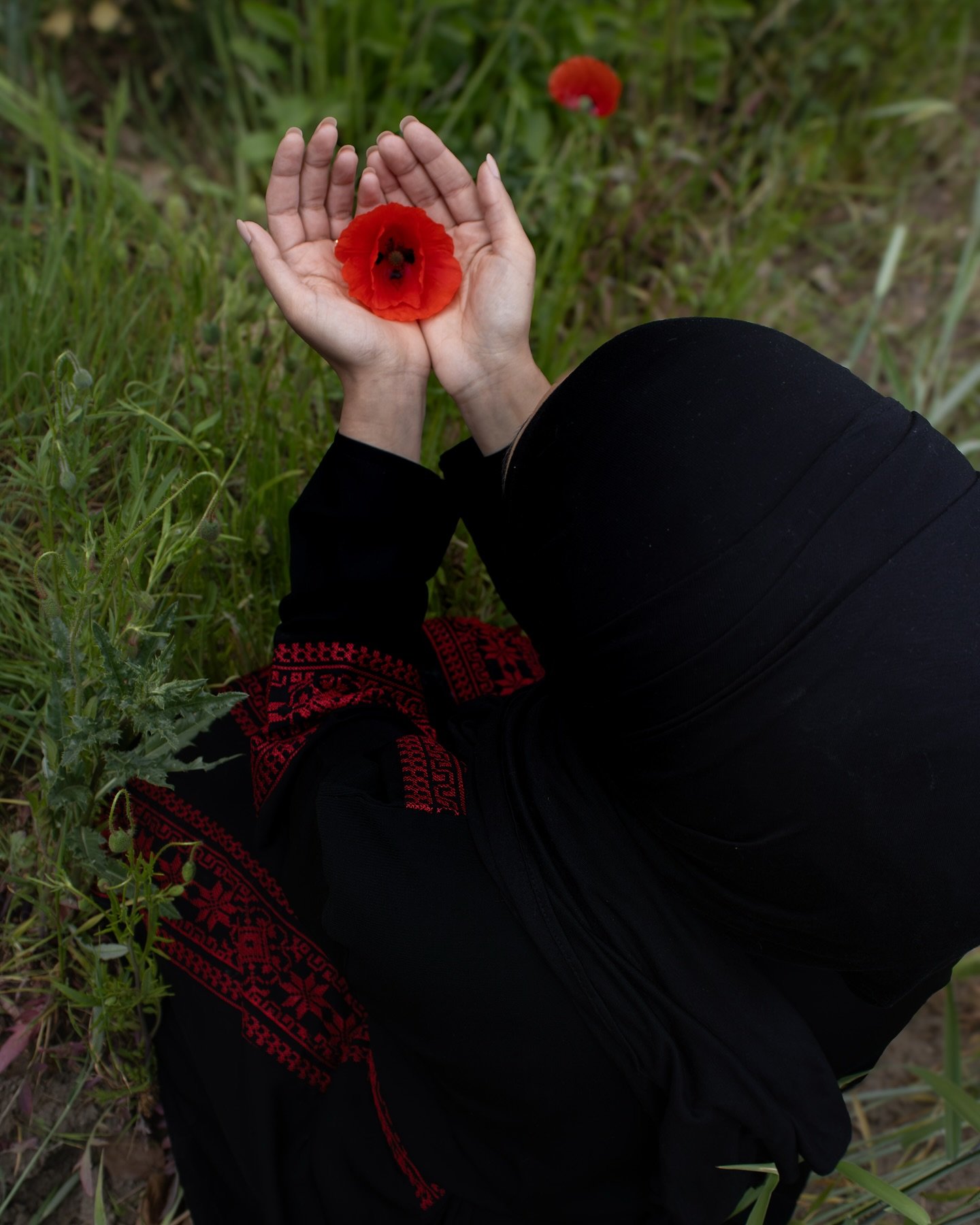 Hanoun
Shakayek al-Numan, oder Hanoun, wie sie in Palästina genannt wird, ist eine wilde rote Blume, die auf einzigartige Weise Legenden, Geschichte, Trauer und Schönheit miteinander verwebt.
Diese Blume trägt tiefgreifende symbolisc