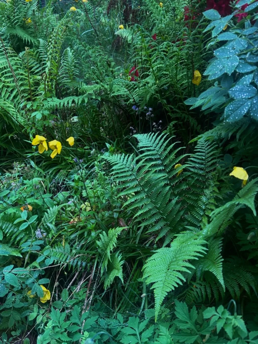 For those that woke up this morning and thought &lsquo;boooo it&rsquo;s raining&rsquo;, open your eyes and go fill them with some GREEN. I love spring and summer rain for this reason 💚