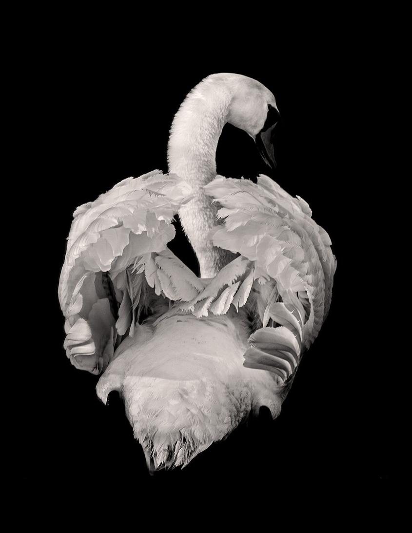 majesty-swans-contemporary-photography-framed-limited-edition.webp