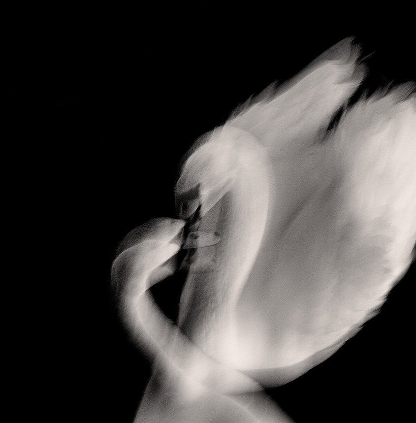 Brooklyn Swans Fine Art Photography Collection in limite-edition for art lovers.