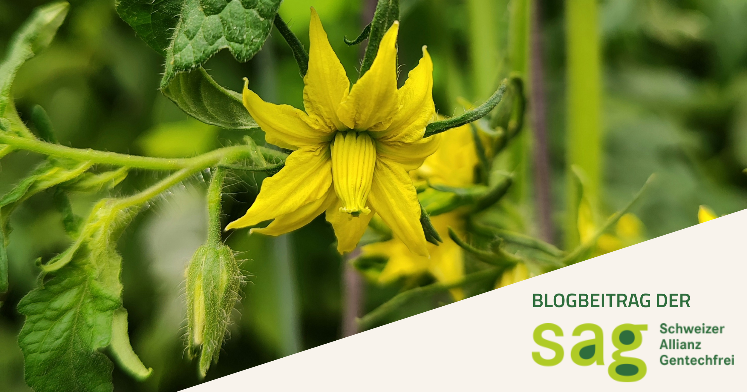 Blühende Risiken – Gentechnik bedroht Ökosysteme 