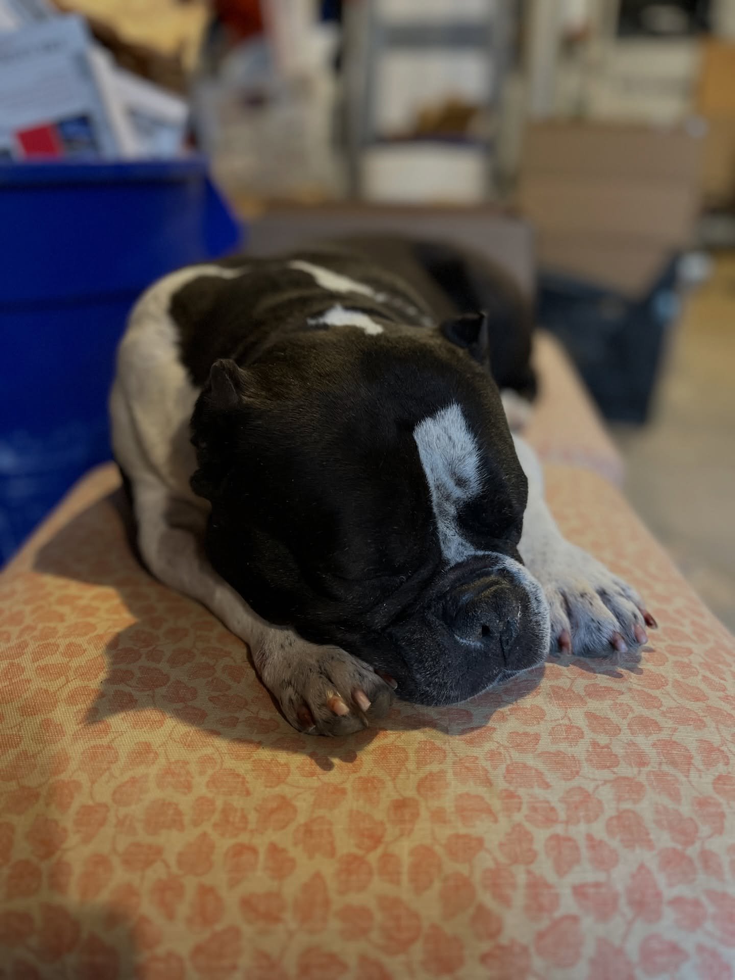 The new shop dog isn&rsquo;t much of a worker