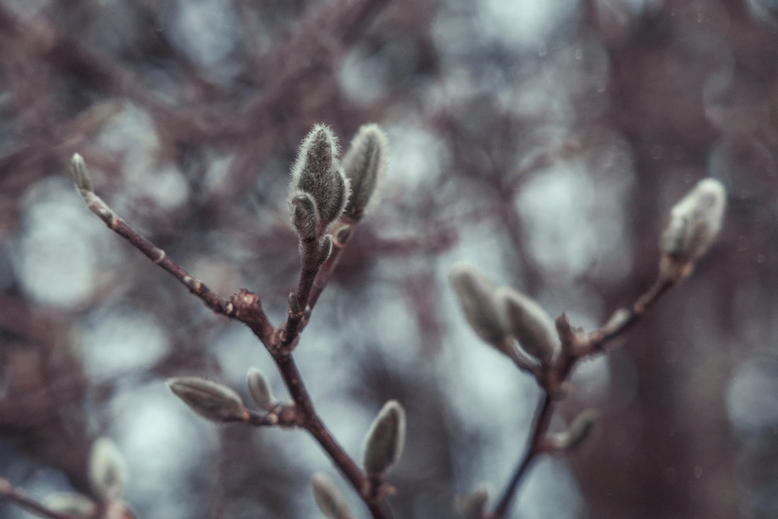 Close-up of early spring tree buds emerging on bare branches, symbolizing growth, renewal and new beginnings.