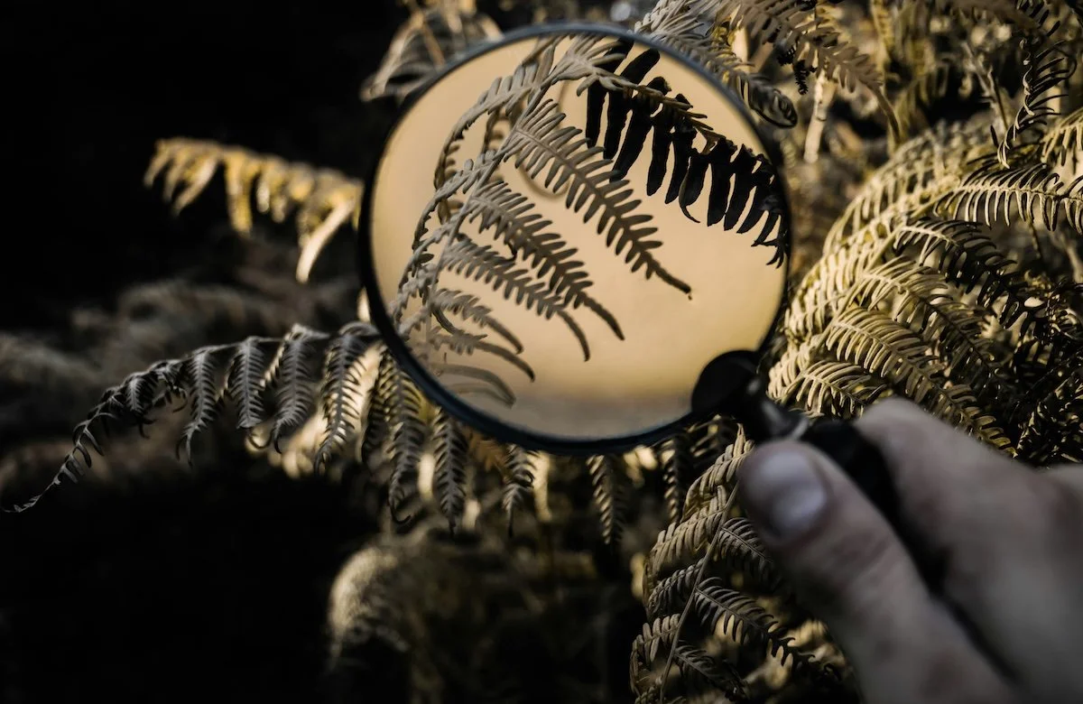 A magnifying glass held over fern leaves, bringing the natural pattern into focus.