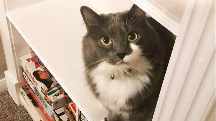 (A Lack of) Curiosity Killed the Cat