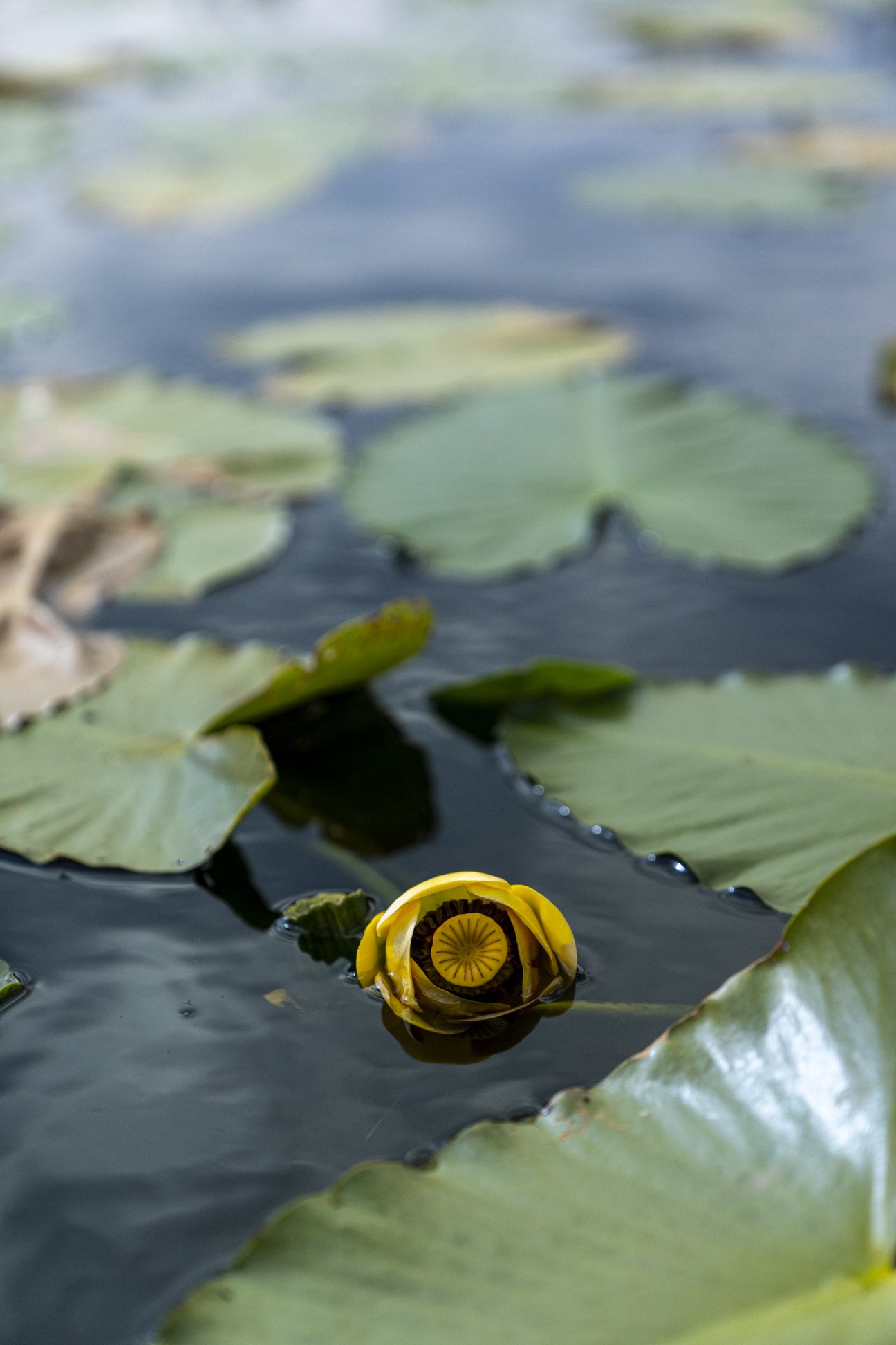 Flora-4.jpg