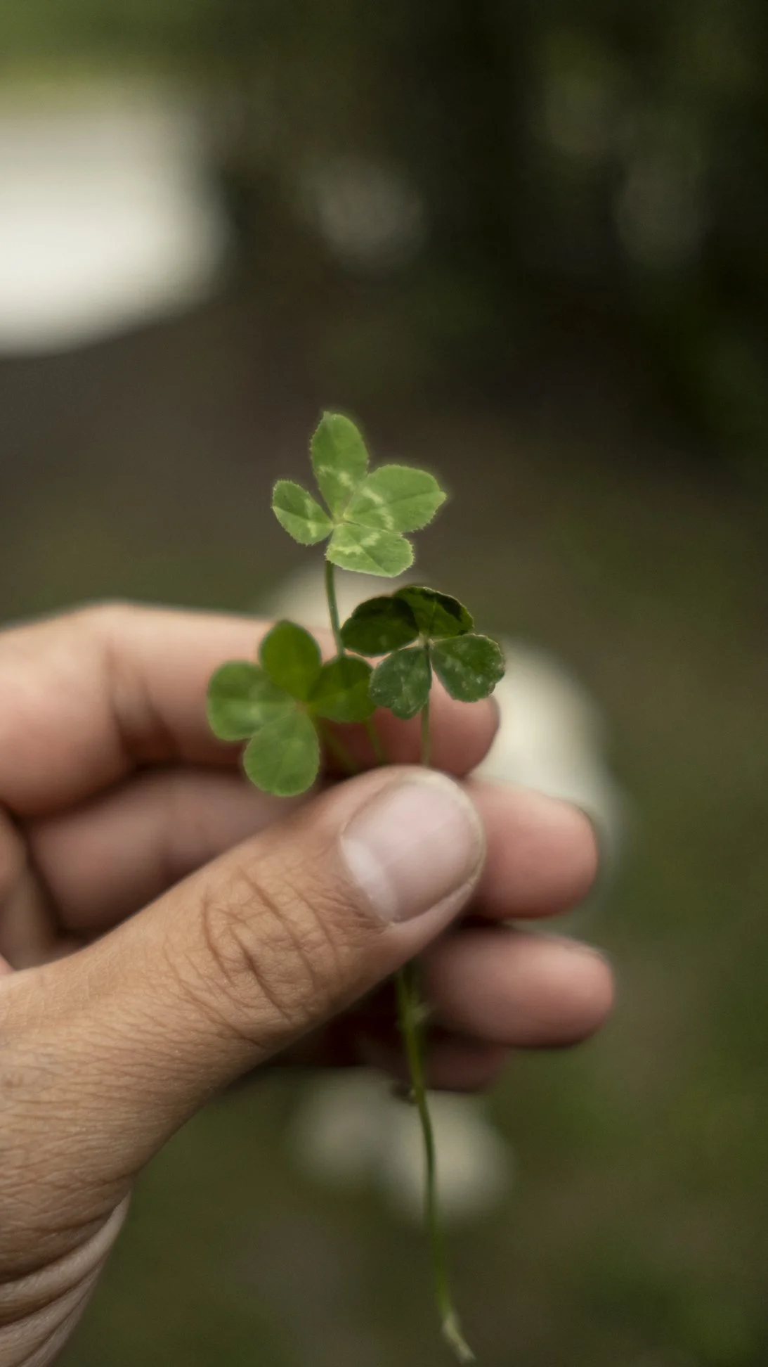 4 leaf clover.jpg