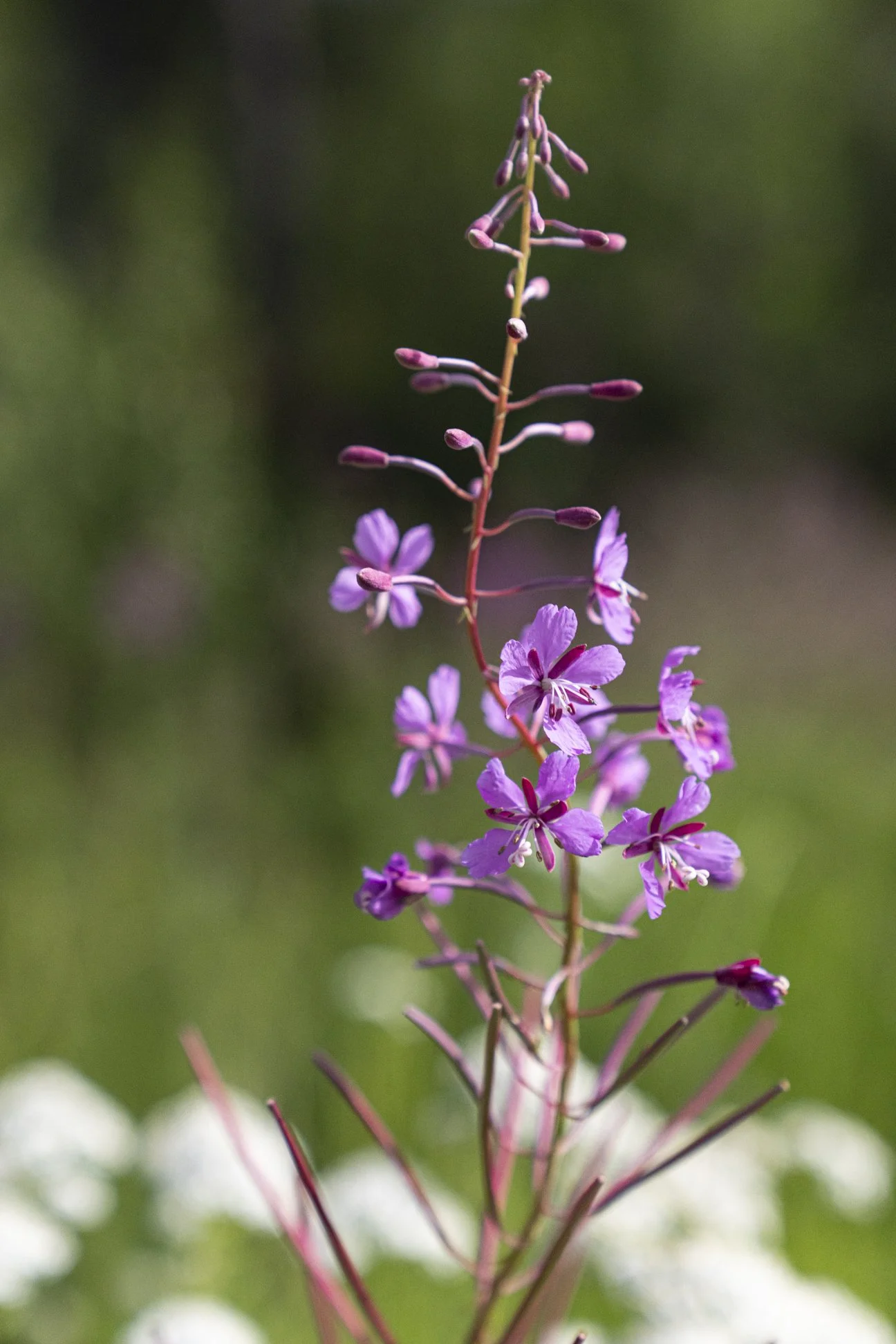 Flora.jpg