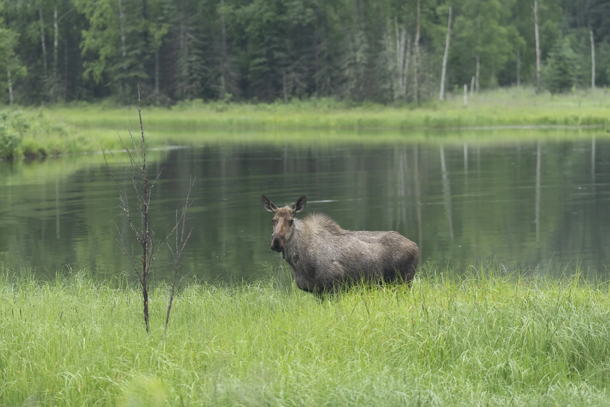 Moose.jpg