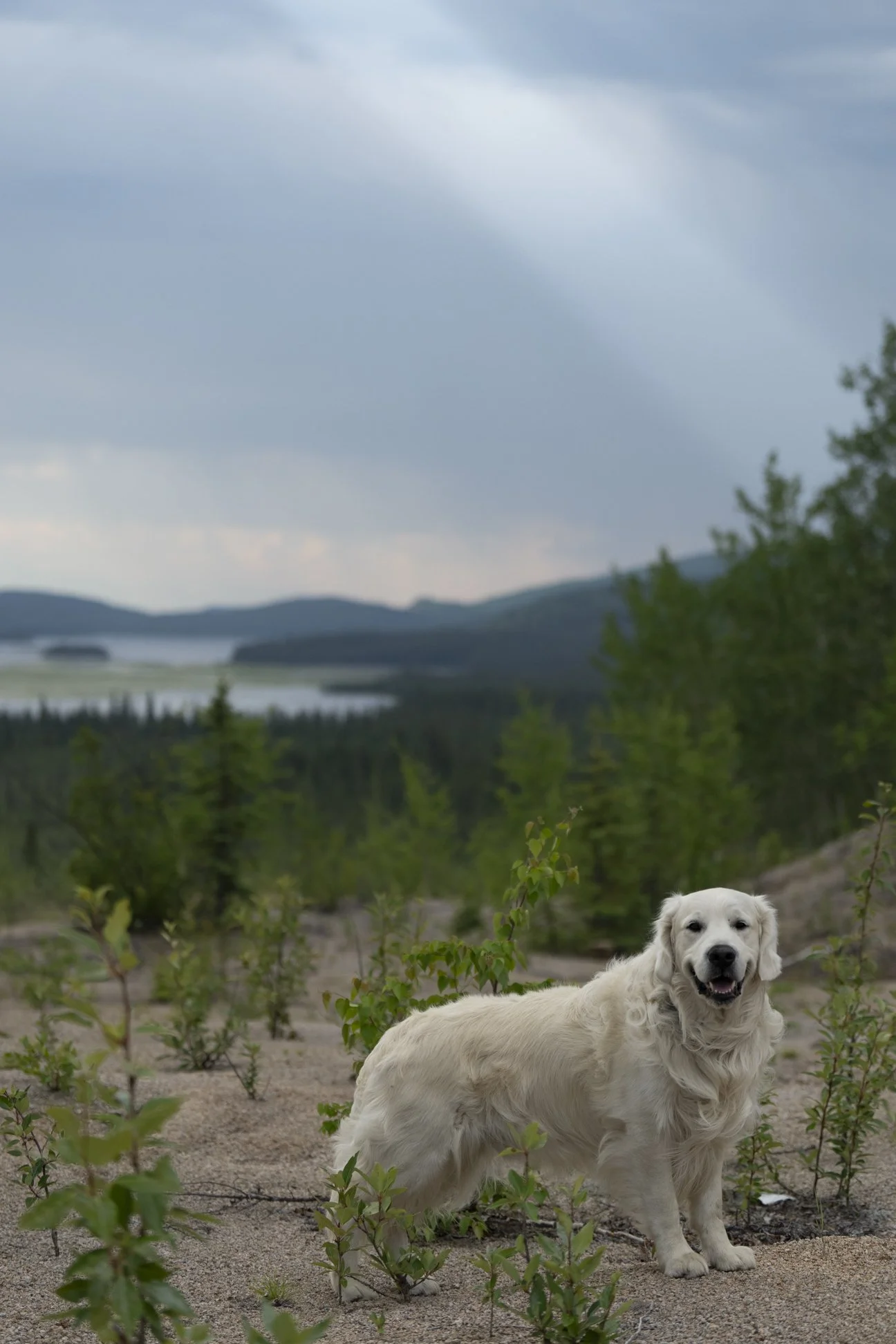 First campsite in Alaska.jpg
