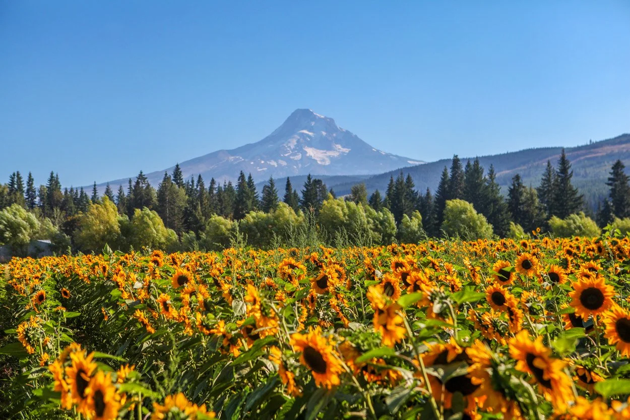 Pumpkin Patches in the Columbia River Gorge to Mt. Hood &amp; Hood River