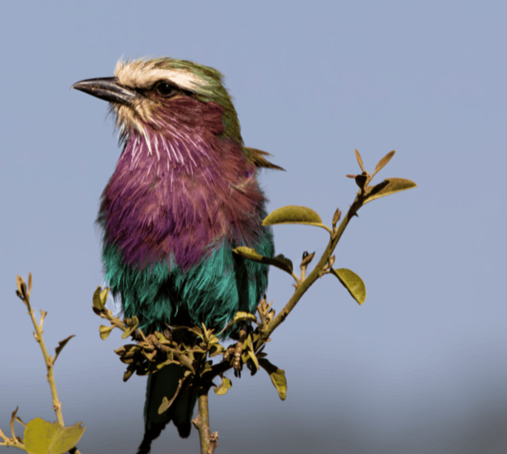botswana-safari-lilac-breasted-roller-wildlife-photography.png