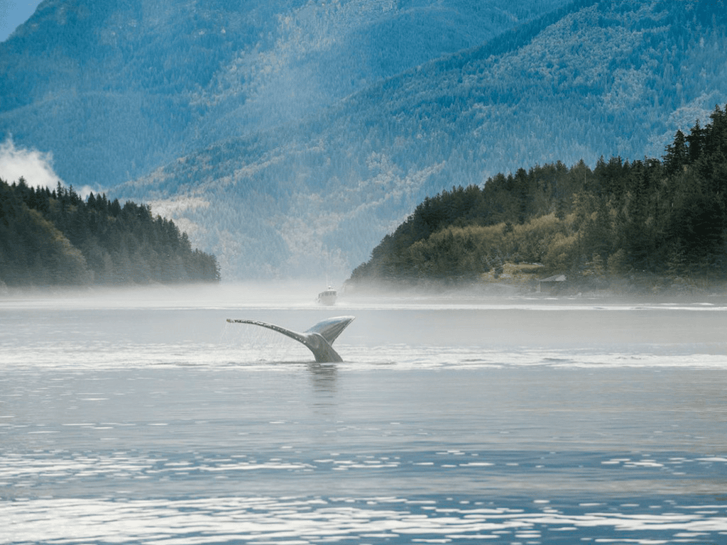 Whale tail near Sonora Island in British Columbia, highlighting coastal wildlife accessible from Vancouver.