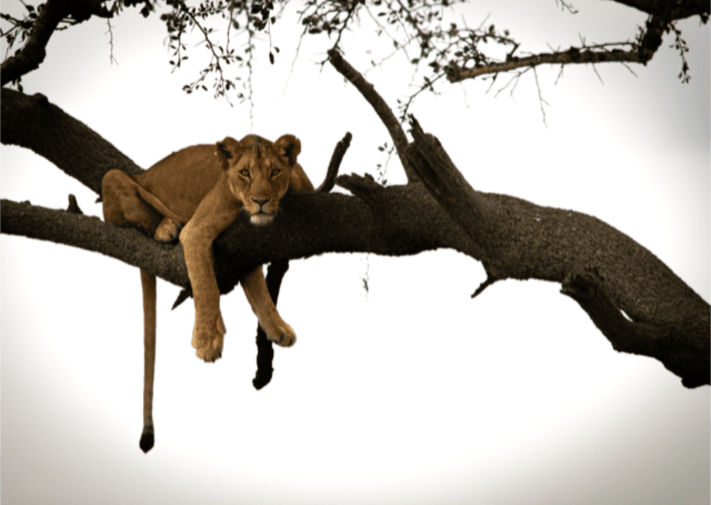 zimbabwe-safari-lion-in-tree-photography.png