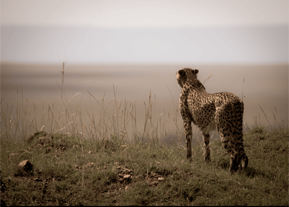 zimbabwe-safari-cheetah-wildlife-photography.png