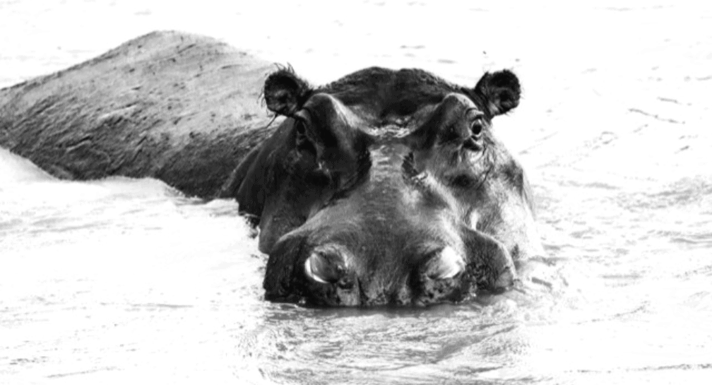 botswana-safari-hippo-in-water-black-and-white-photography.png