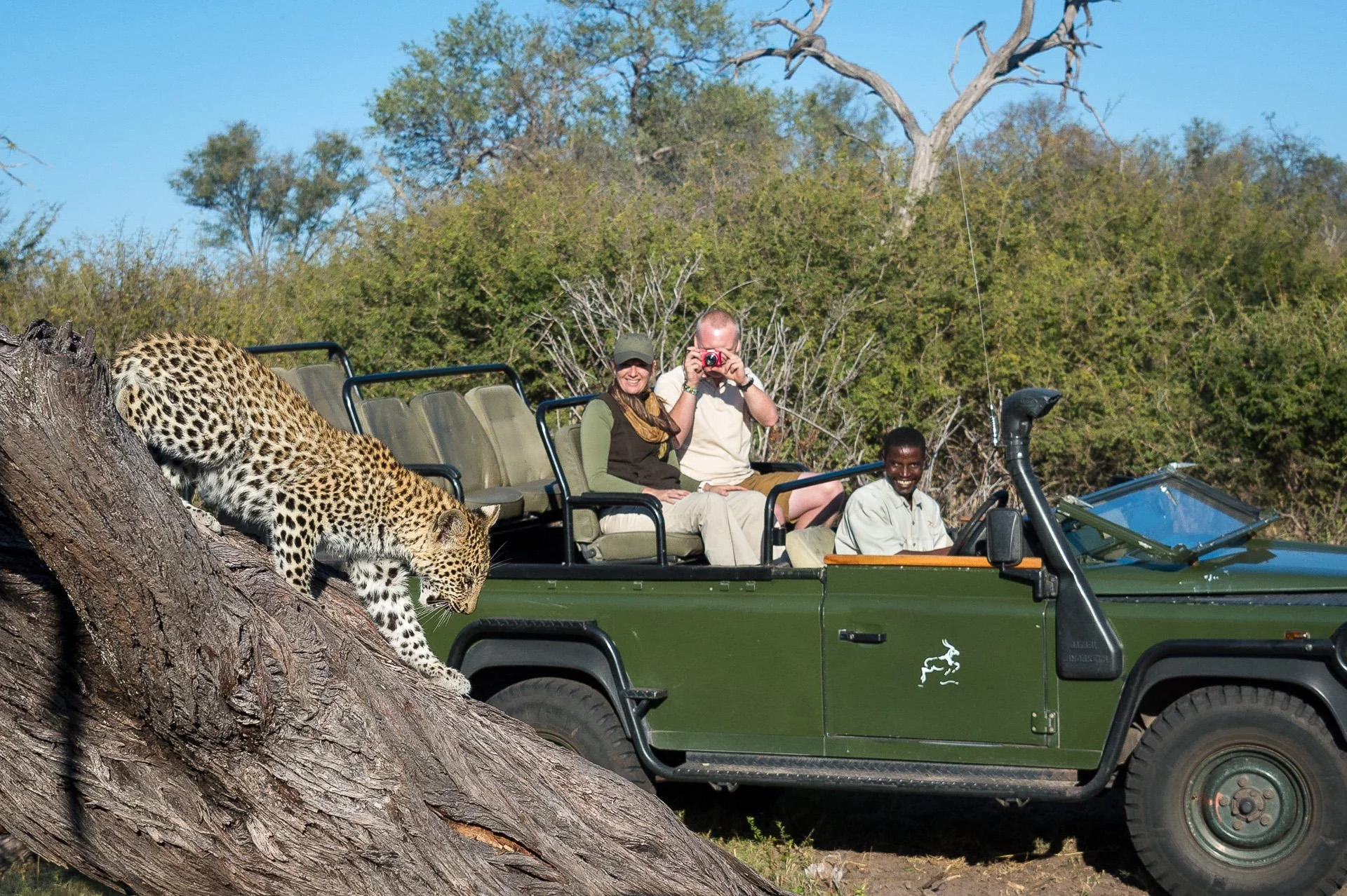 People in a safari vehicle watching a leopard near a fallen tree, with trees and blue sky in the background.