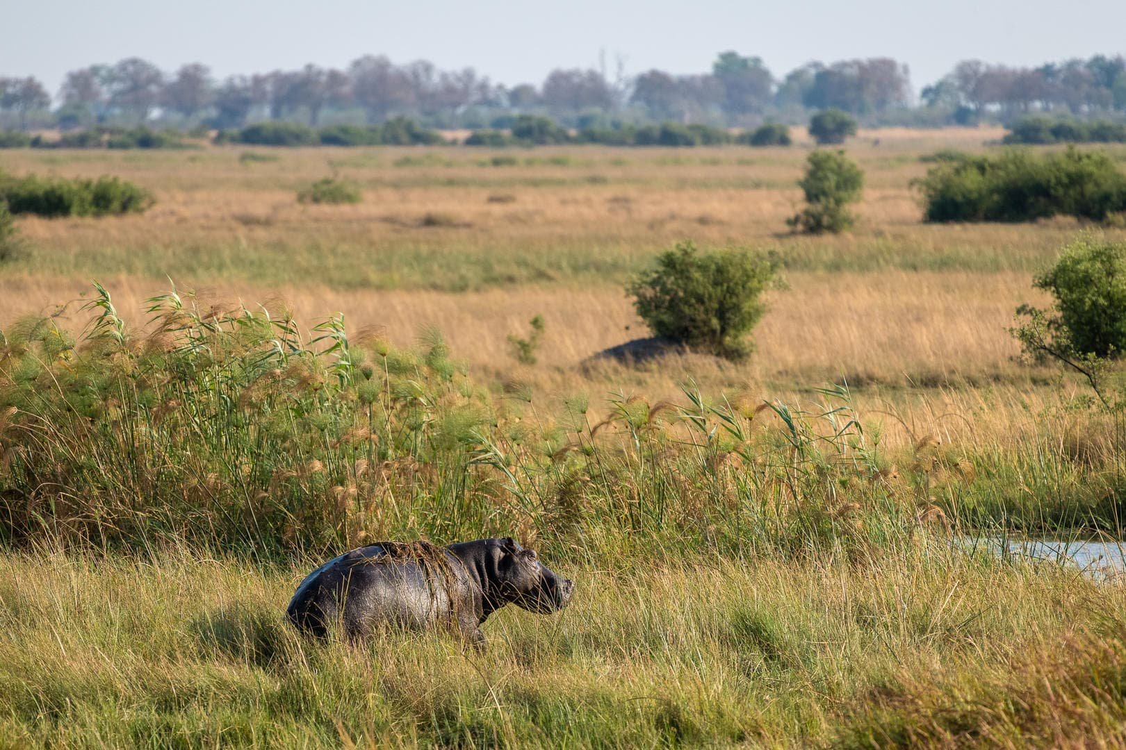 wilderness-linyanti-tented-camp-botswana.jpg