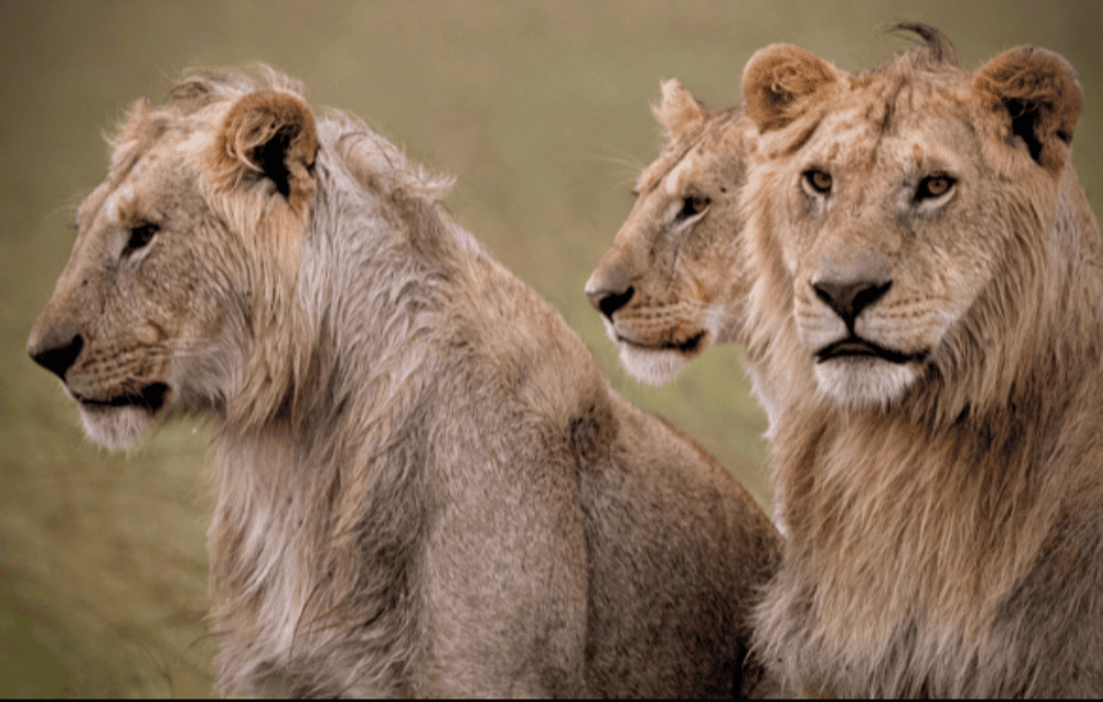 botswana-safari-lion-pride-wildlife-photography.png