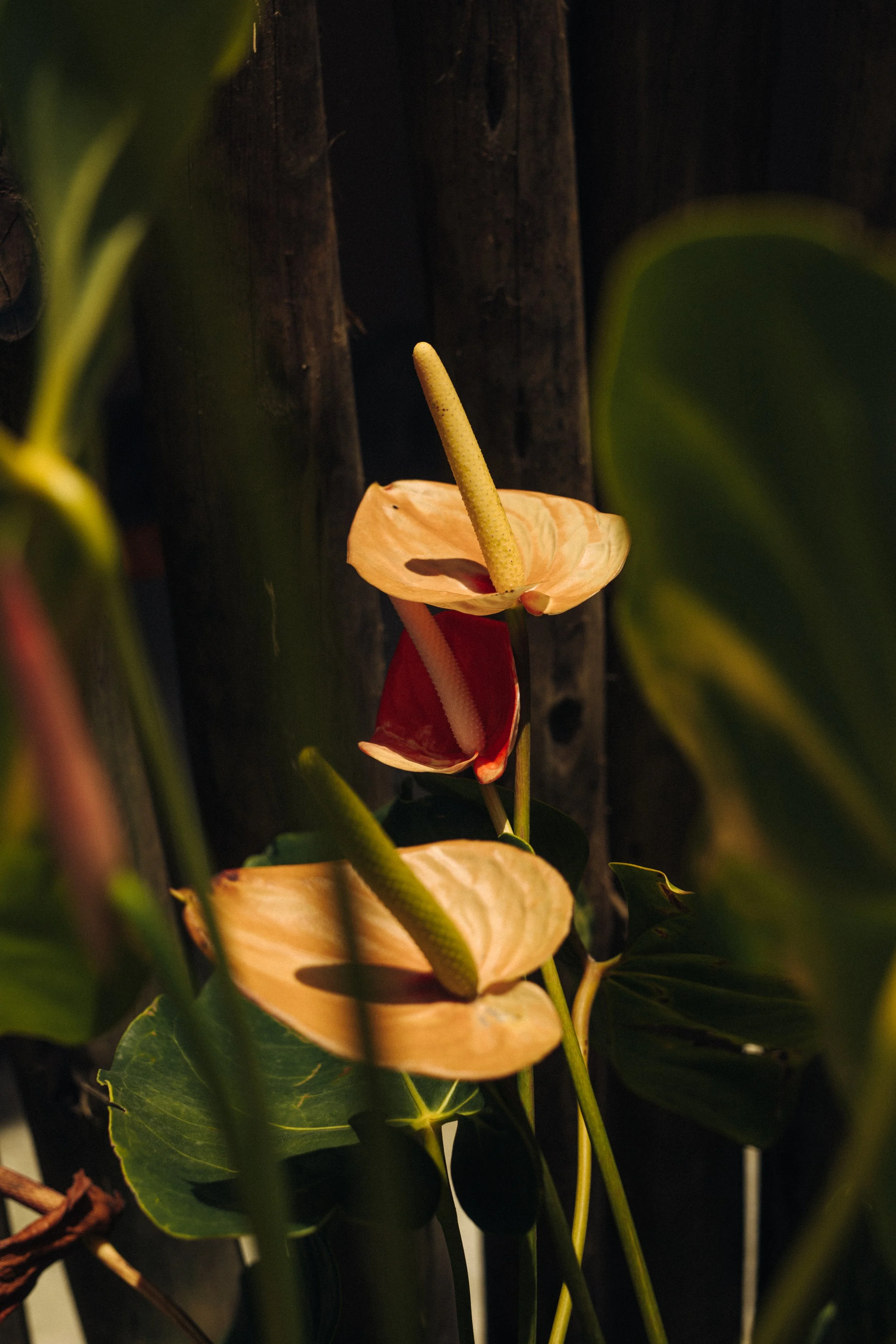 _MG_6431.jpg