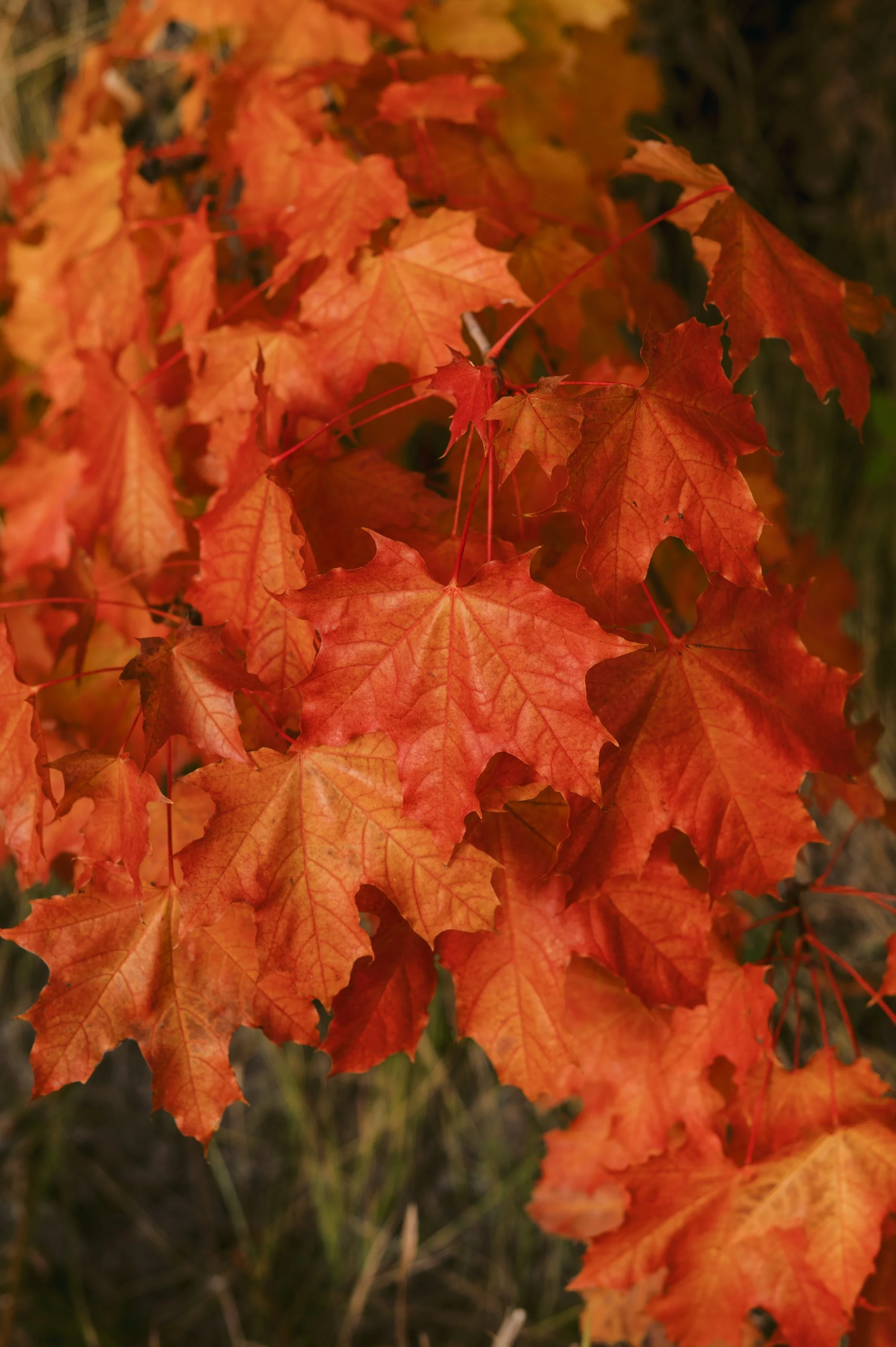 0002-Rossland-Oct25.jpg