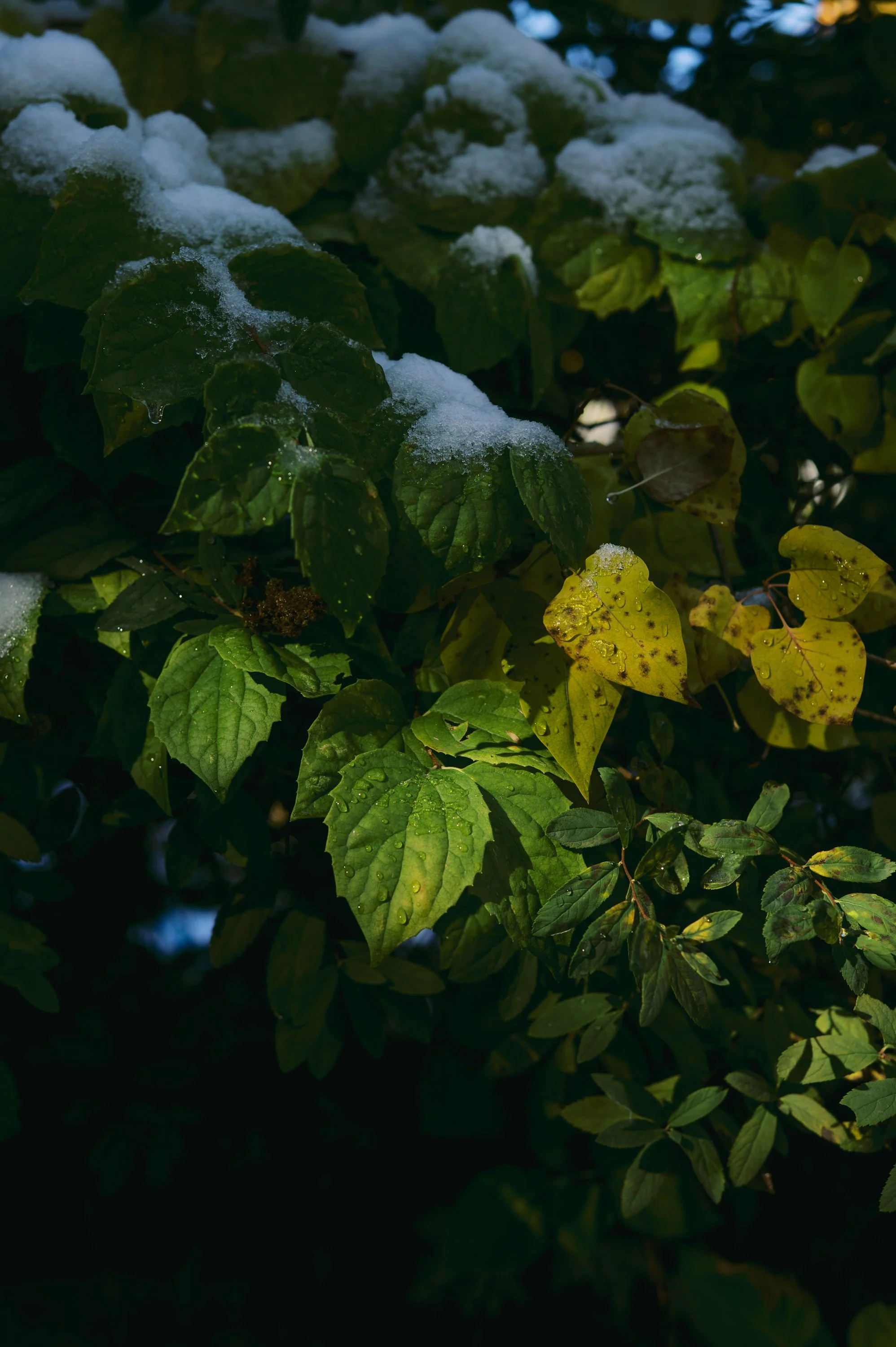 0019-Rossland-Oct25.jpg