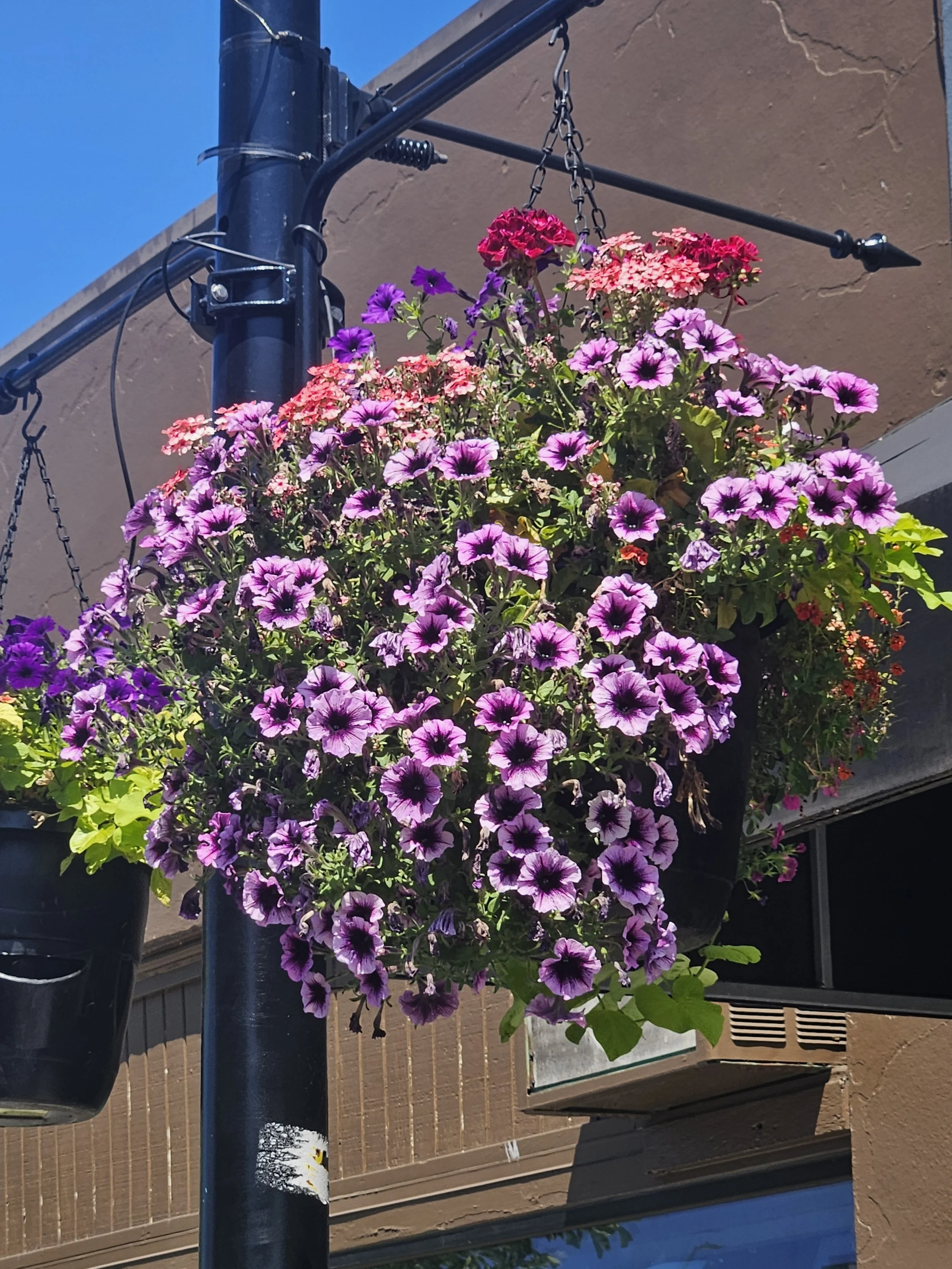 Hanging Baskets