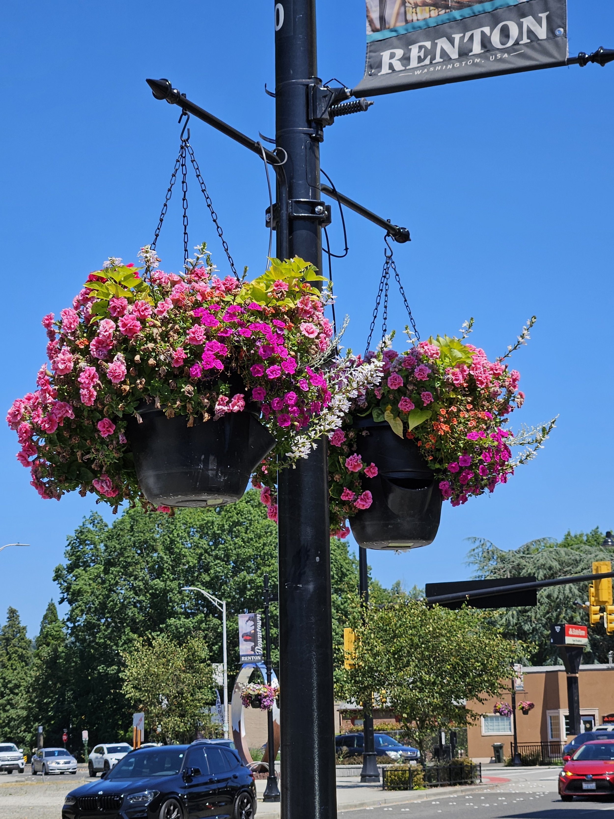 Hanging Baskets