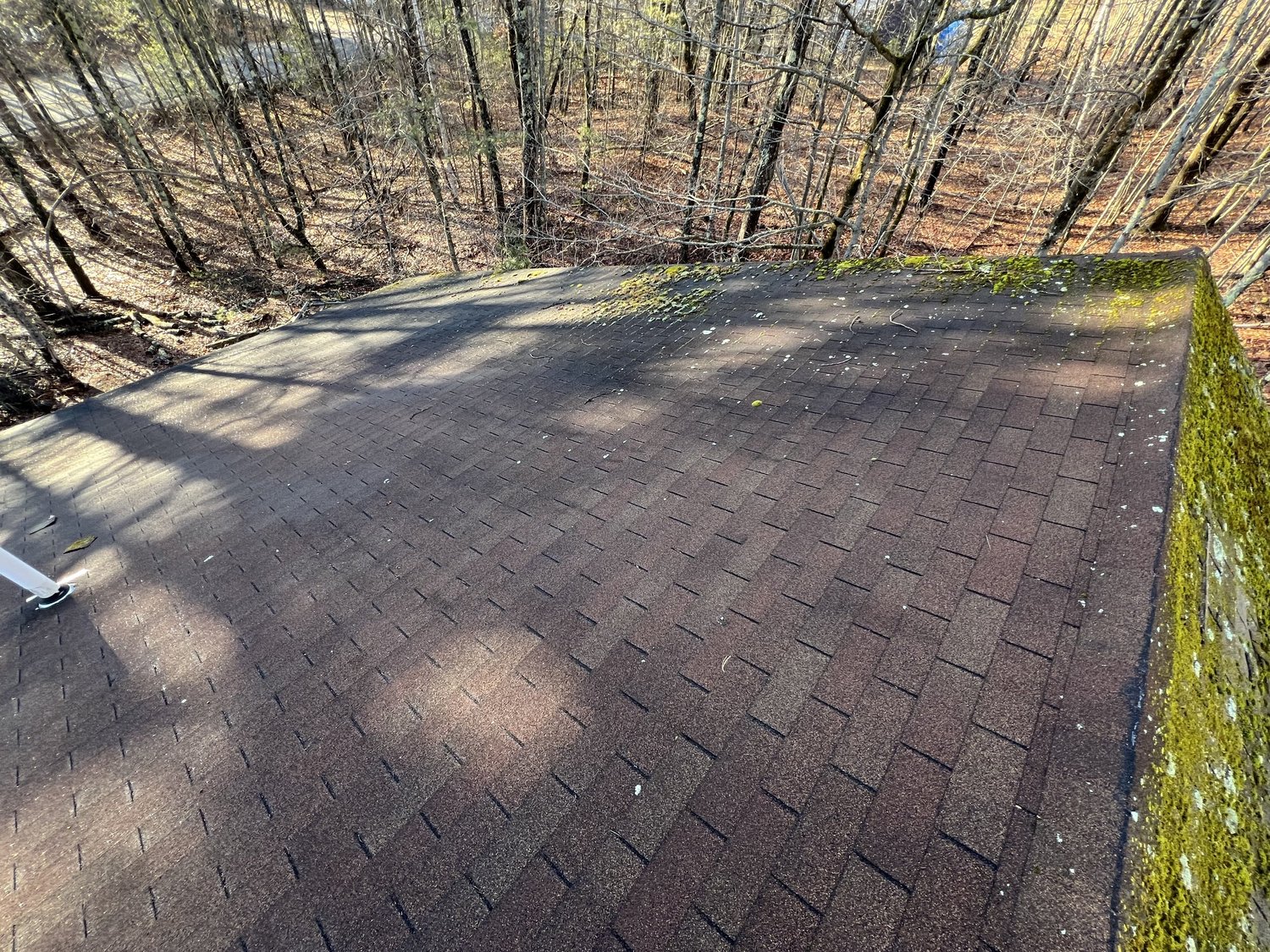 Aged three tab shingle roof with heavy vegetation growth before replacement on Ossipee Hill Road in Waterboro Maine
