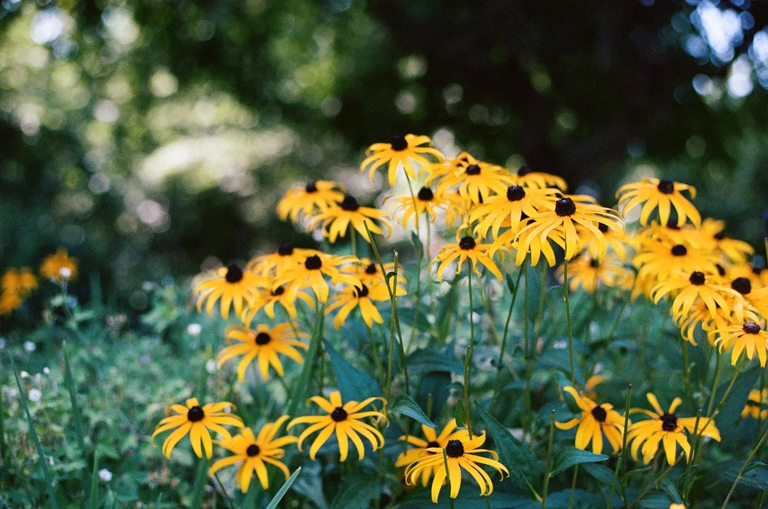0021_19A.JPG