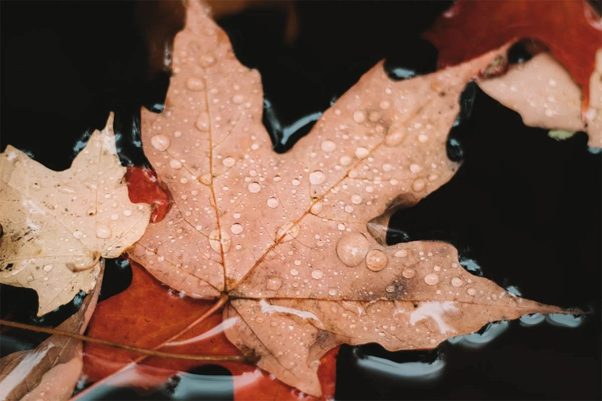 leafone.jpg