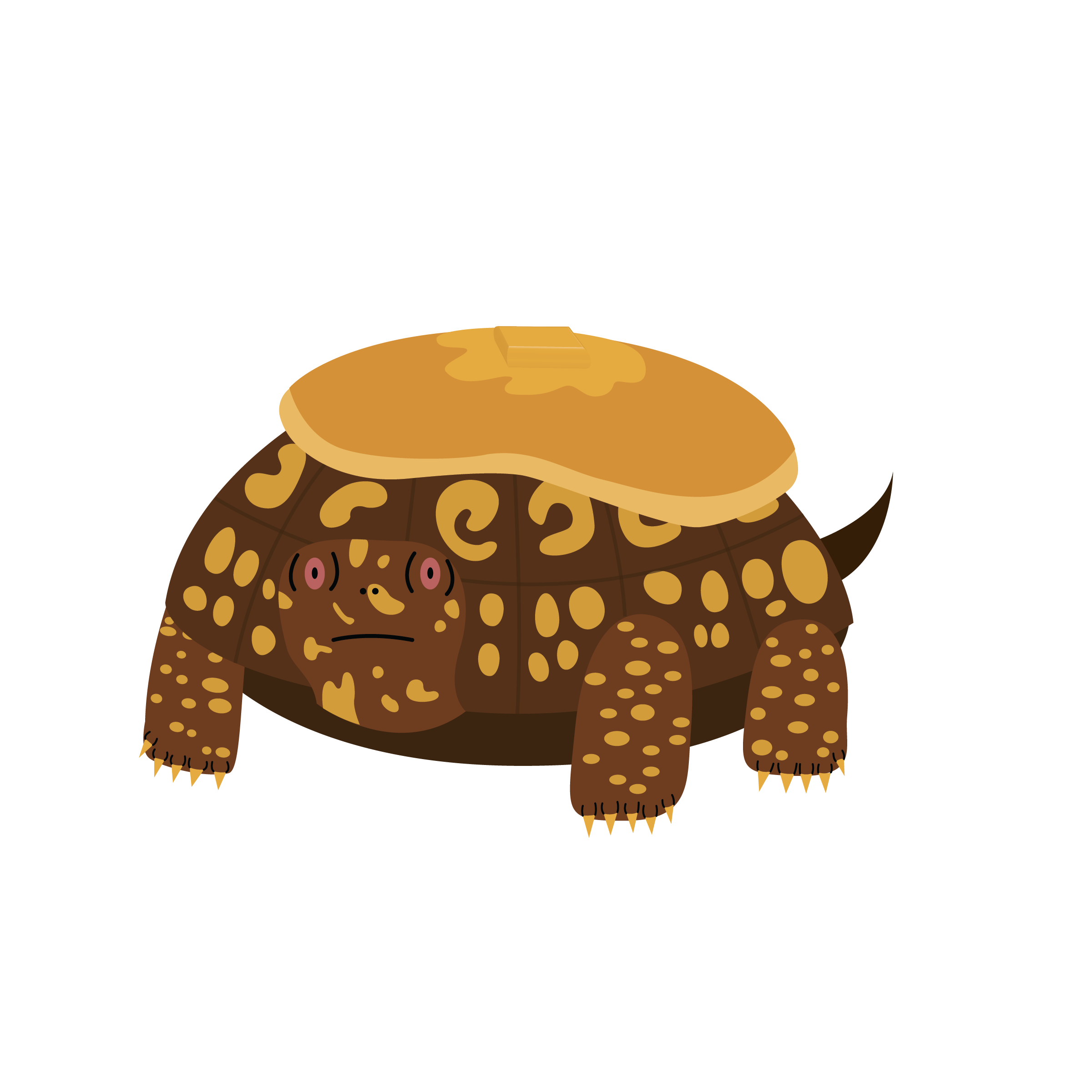 Pancake the Eastern Box Turtle.png