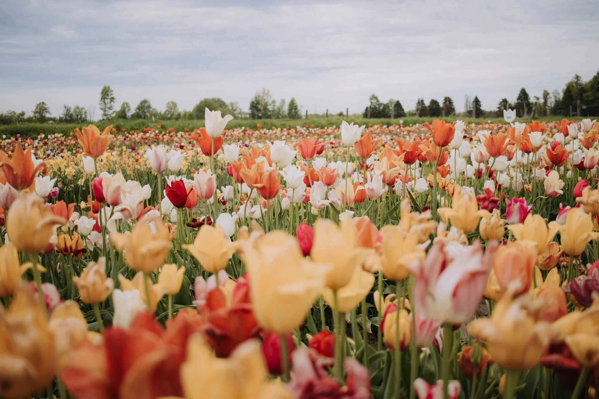 Tulip_Field.jpg