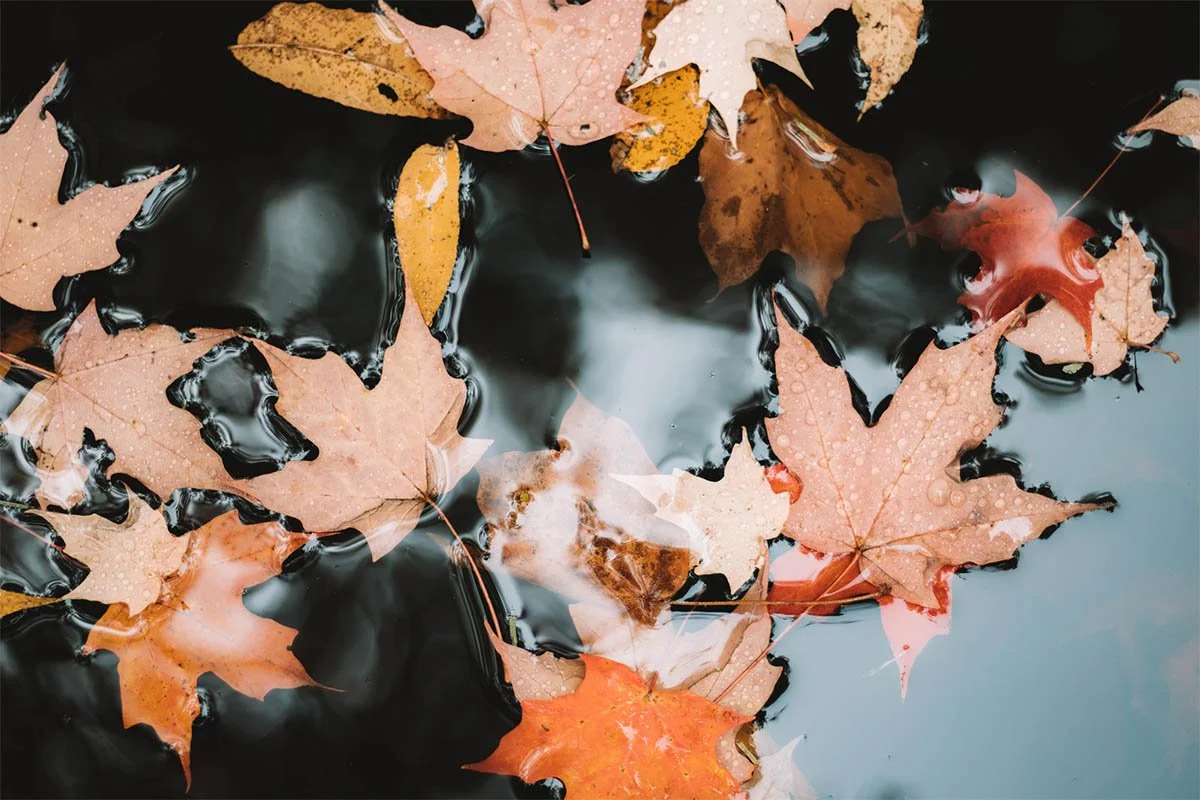leaftwo.jpg