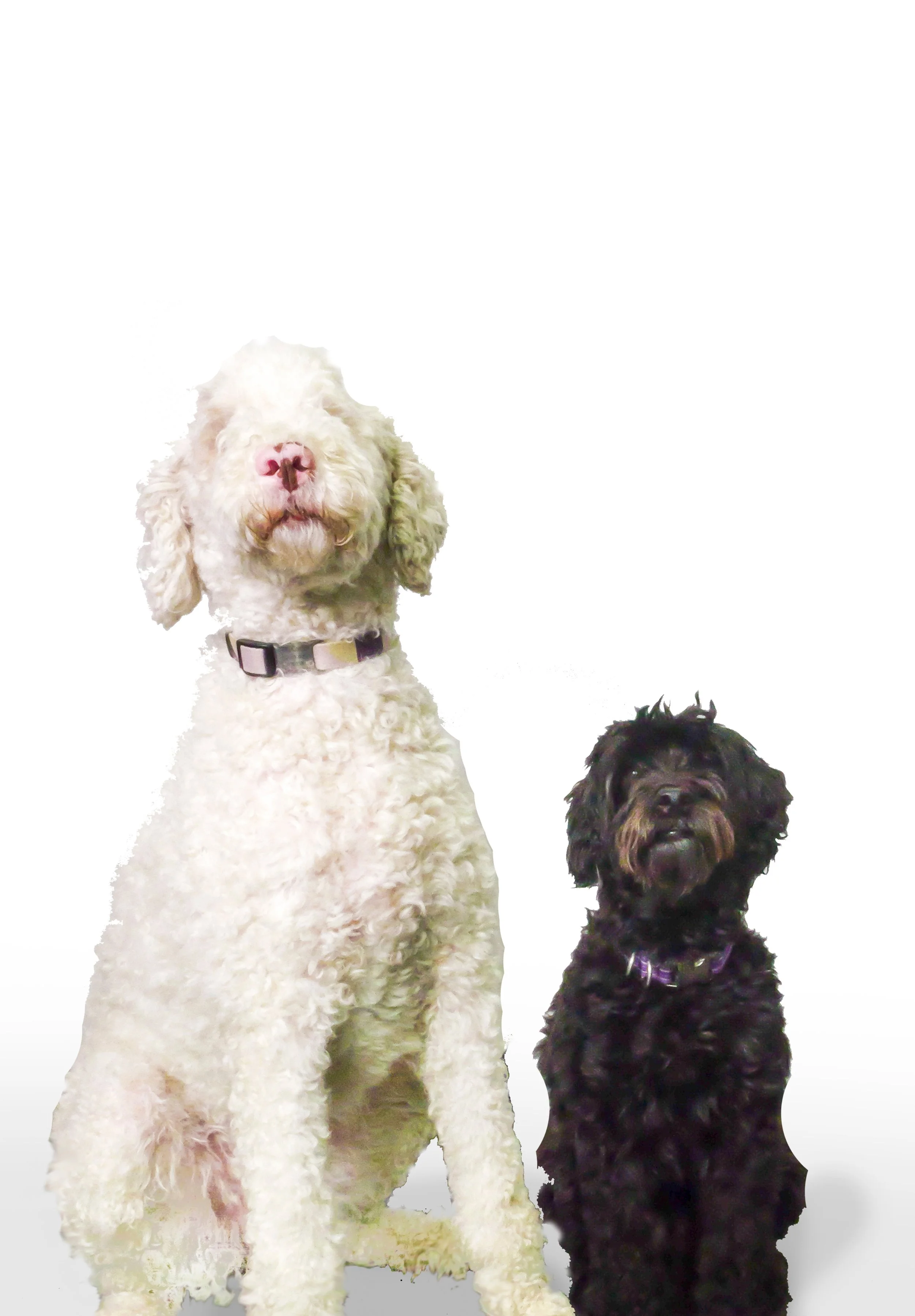 Two curly-haired dogs, one white and one black, sitting on grass in front of a brick building with a tree and a fence in the background.