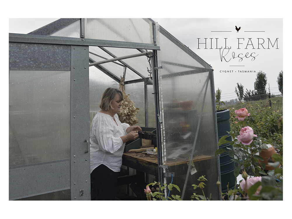 Hill Farm Roses