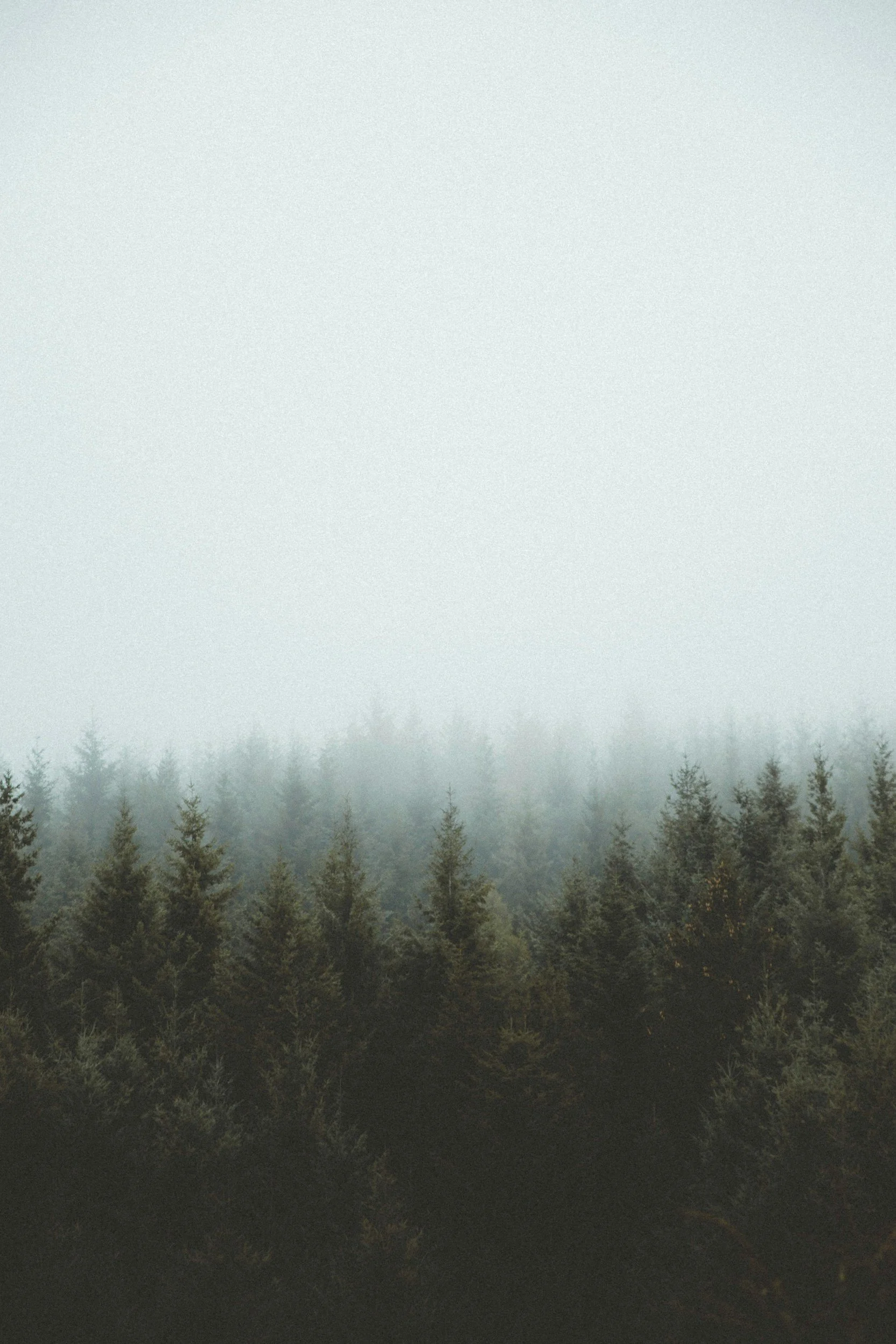 Foggy forest with dense evergreen trees