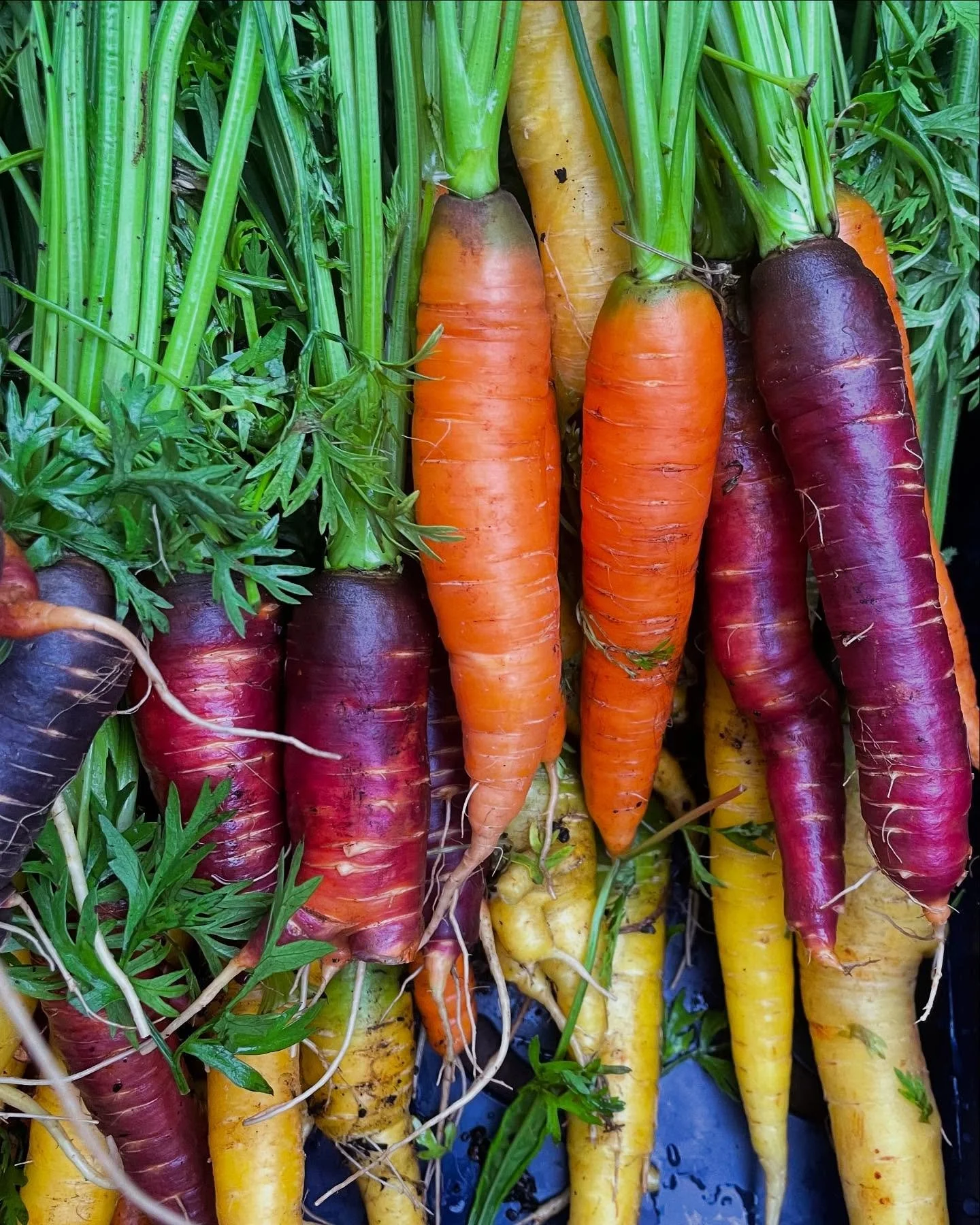Eat beautiful, feel beautiful ❤️🥬🥕🥒❤️ admiring lots of pretty produce 😍