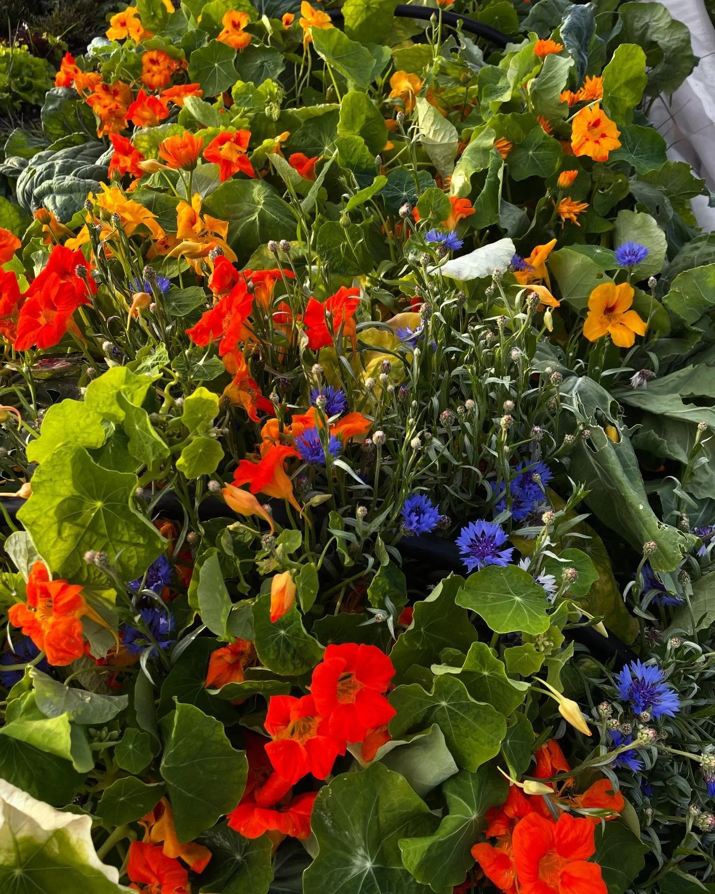 Companion planting our kale with lovely calendula, nasturtiums and corn flowers 🌸🥬💐🥬🌼🥬 working quite well so far 😊