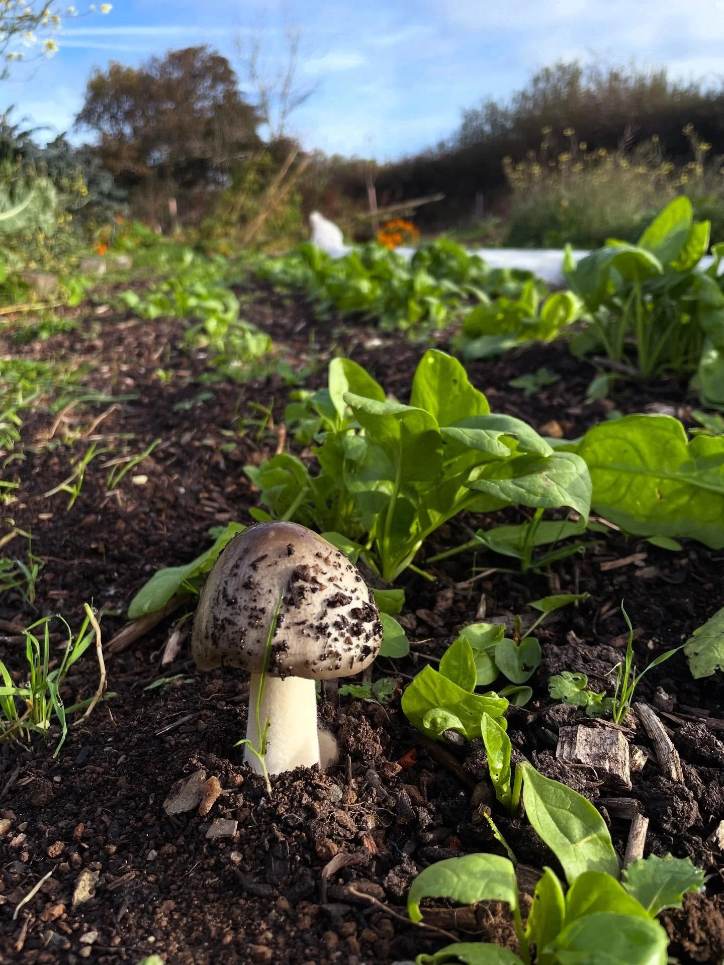 What a joy to see beautiful mushrooms popping their heads out of the ground on our no dig beds and on the land and trees around us. Mostly hidden from view the fungal networks are absolutely essential to a healthy farming ecosystem, breaking down org