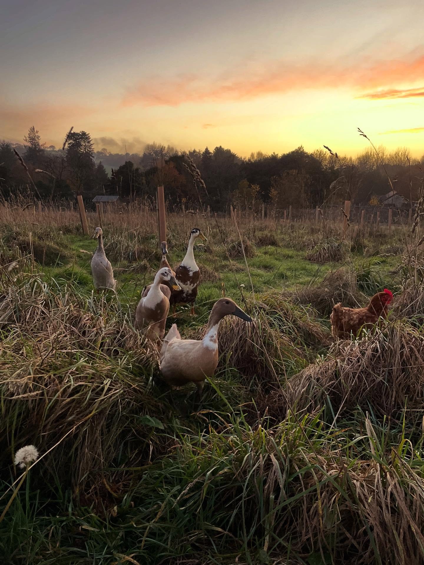Enjoying a still and sunny autumn evening in the orchard with our lovely hens and runner ducks. What a treat and privilege it is to look after them and to find the time to observe their busyness whilst enjoying the sunset.