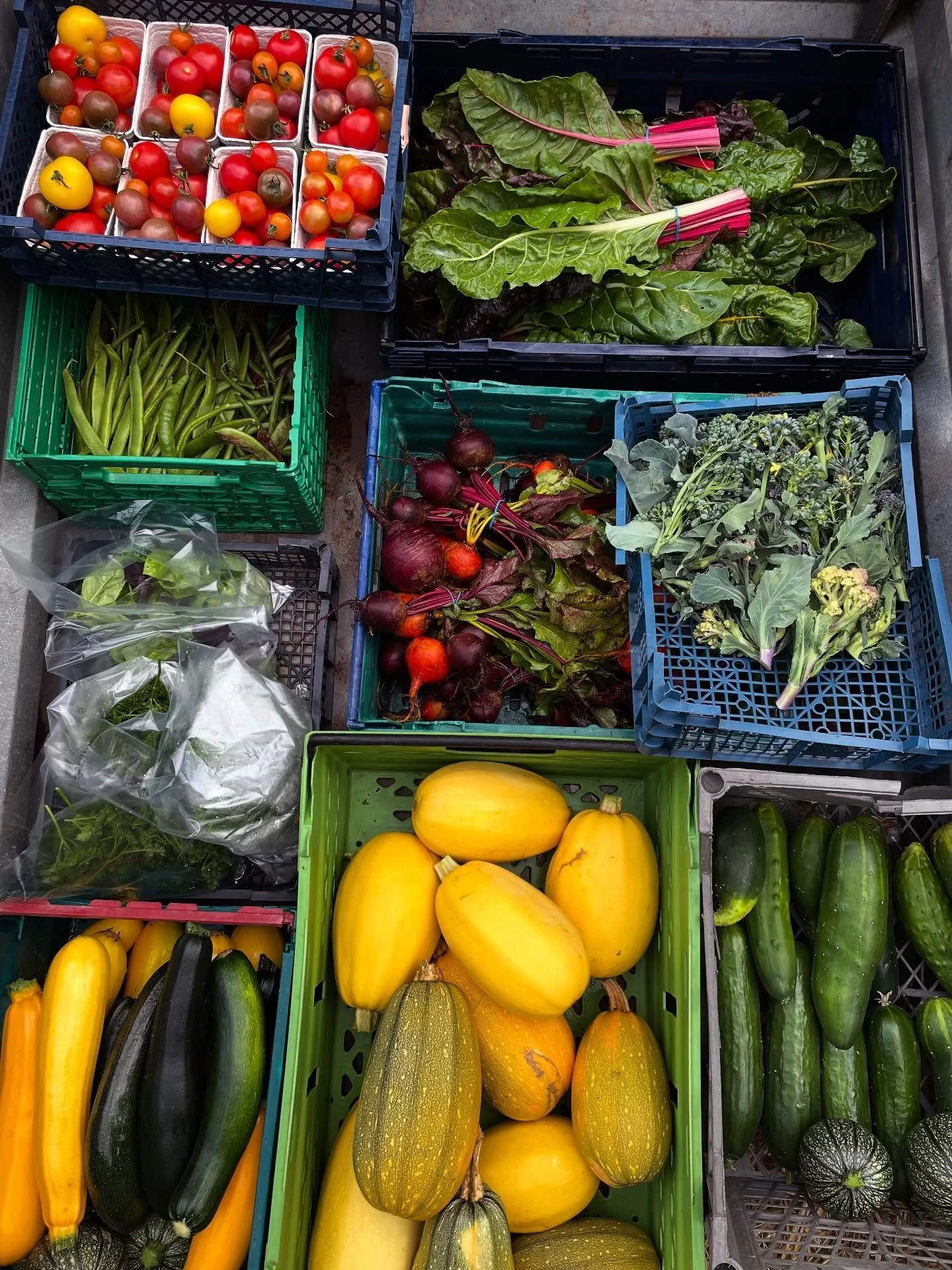 Feeling so blessed to receive this beautiful harvest. Often before harvesting I think to myself oh there is not a lot there, hopefully there will be enough. Just to be surprised and humbled every time by the abundance that nature provides us ❤️🥬🌱 i