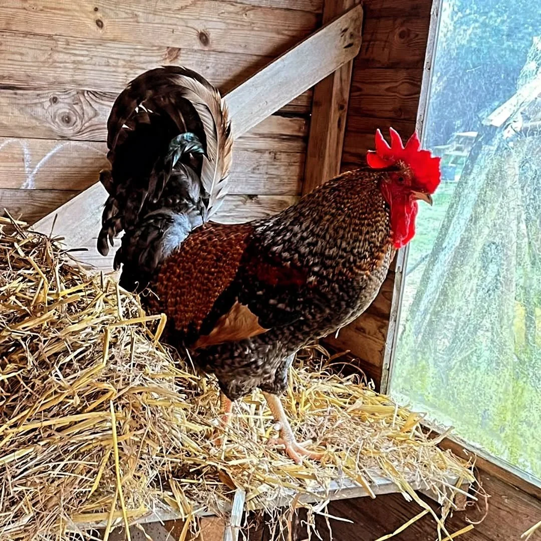 Meet Harold 🐓 He is one of our newest arrivals on the farm.  He will keep the hens company and remind everyone of their place (and his place) in the pecking and crowing order... 

We do everything we can for our animals to have happy, healthy lives.