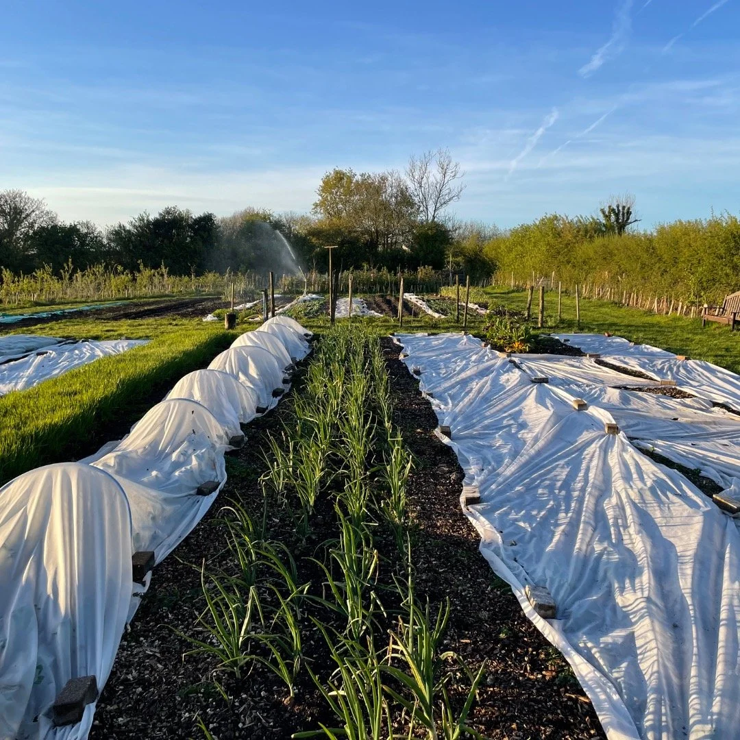 We are uncovering our fresh, natural, locally grown Veg at Kingsbridge Farmers Market! 
Come see us and @green_man_growing, have a veg chat, get your five a day and support your local growers! 🥬🧑&zwj;🌾🧑&zwj;🌾🥦🌱
Saturday 2nd May, 9am to 1pm 
Se